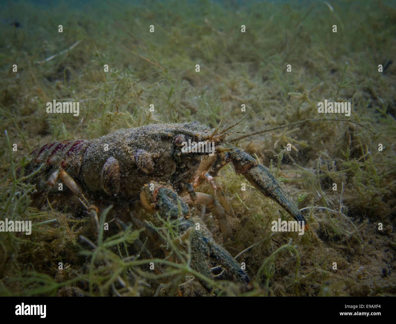 Krebse (Crustacea) in der Helensee See, Frankfurt An Der Oder, Brandenburg, Deutschland Stockfoto