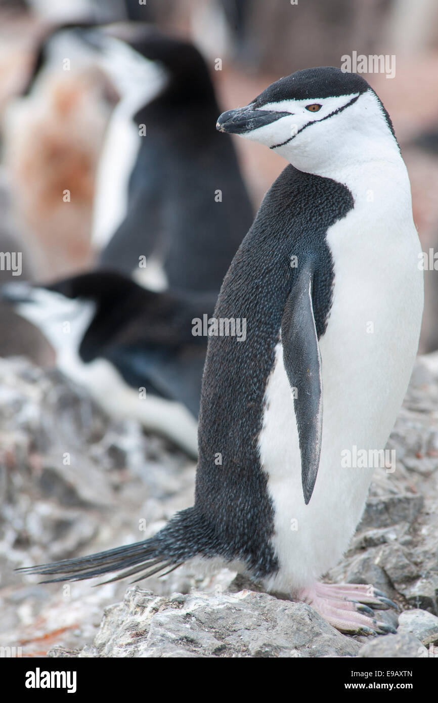Pinguin Zügelpinguinen (Pygoscelis Antarcticus), Hannah Point, Livingston Island, Antarktis Stockfoto