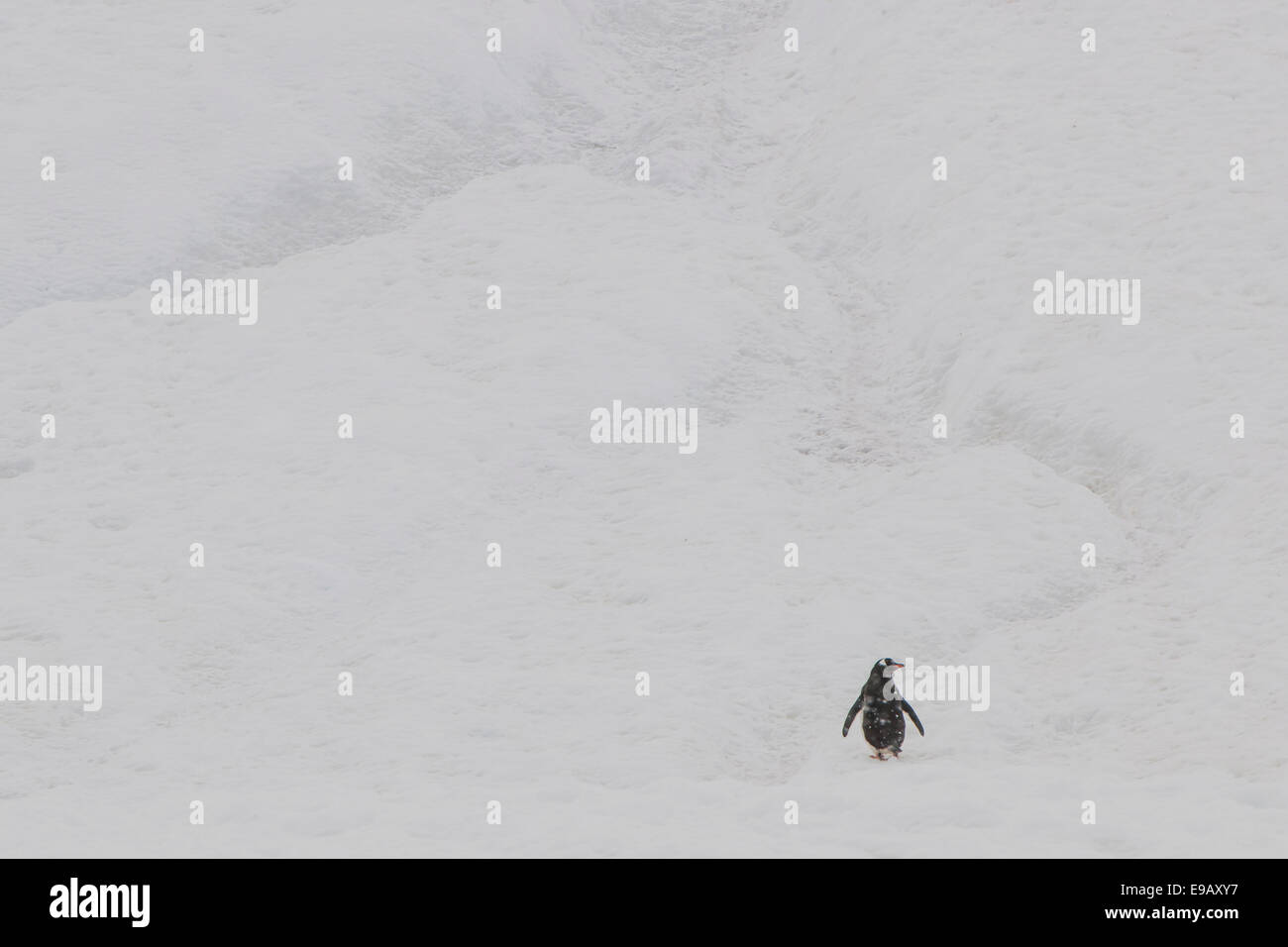 Gentoo Penguin (Pygoscelis Papua) in den Schnee, Walker Bay, Livingston Island, Süd-Shetland-Inseln, Antarktis Stockfoto