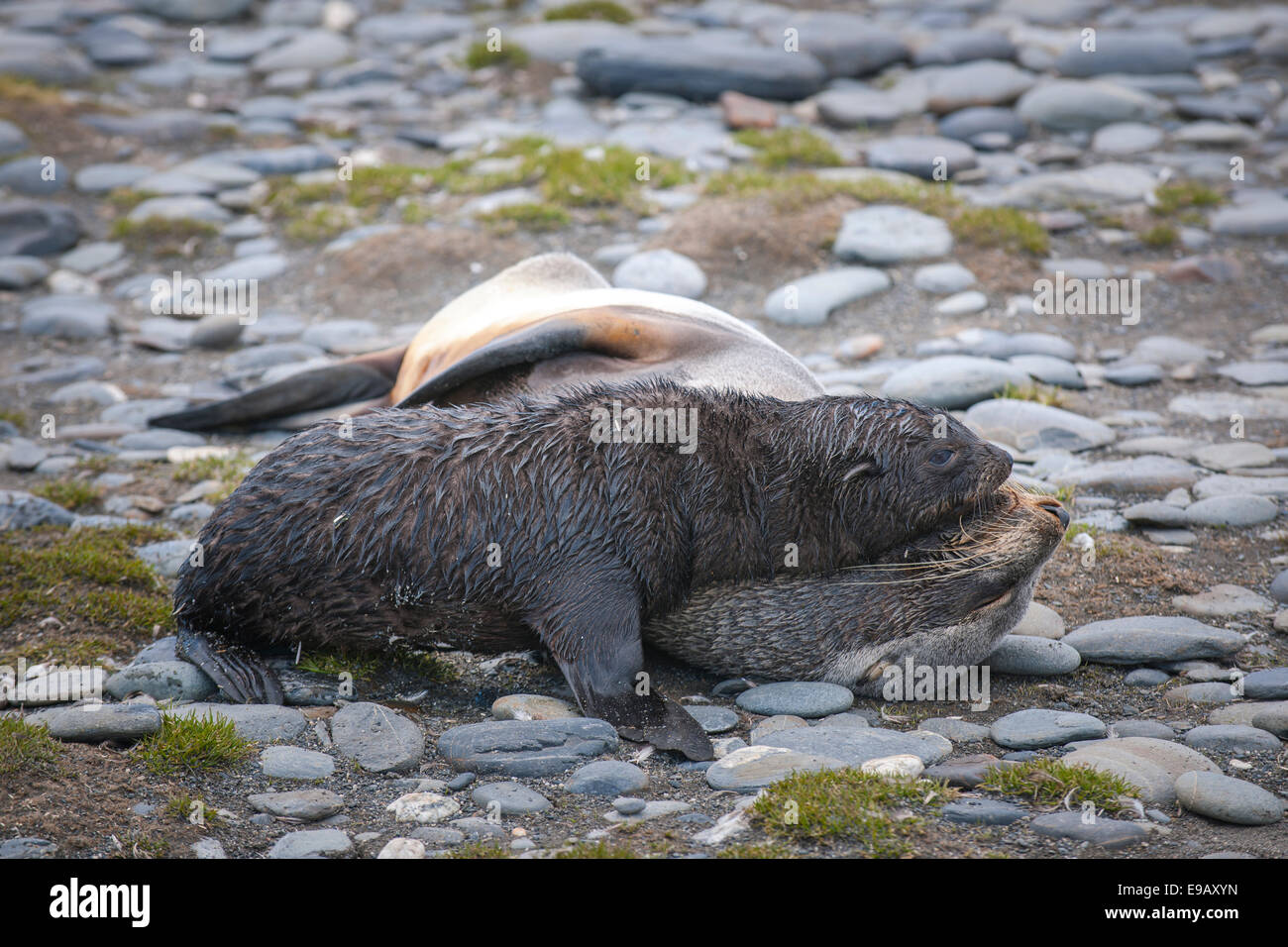 Antarktischen Seebären (Arctocephalus Gazella), pup, spielt mit seiner Mutter, Salisbury Plain, Südgeorgien und die südlichen Sandwich- Stockfoto