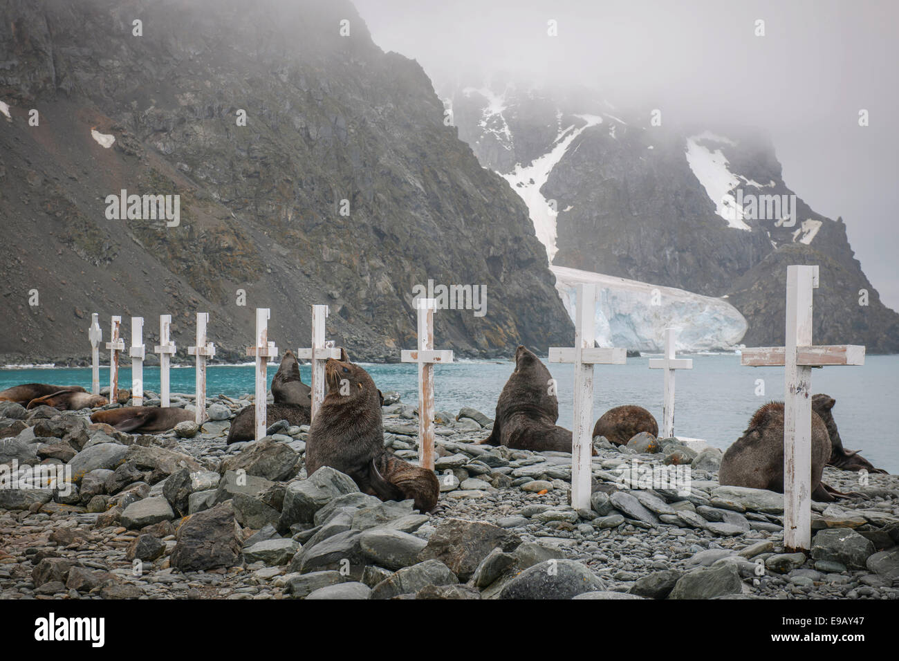 Antarktischen Seebären (Arctocephalus Gazella), eine Gruppe von Bullen auf dem alten Friedhof der argentinischen Base Orcadas Forschungsstation Stockfoto