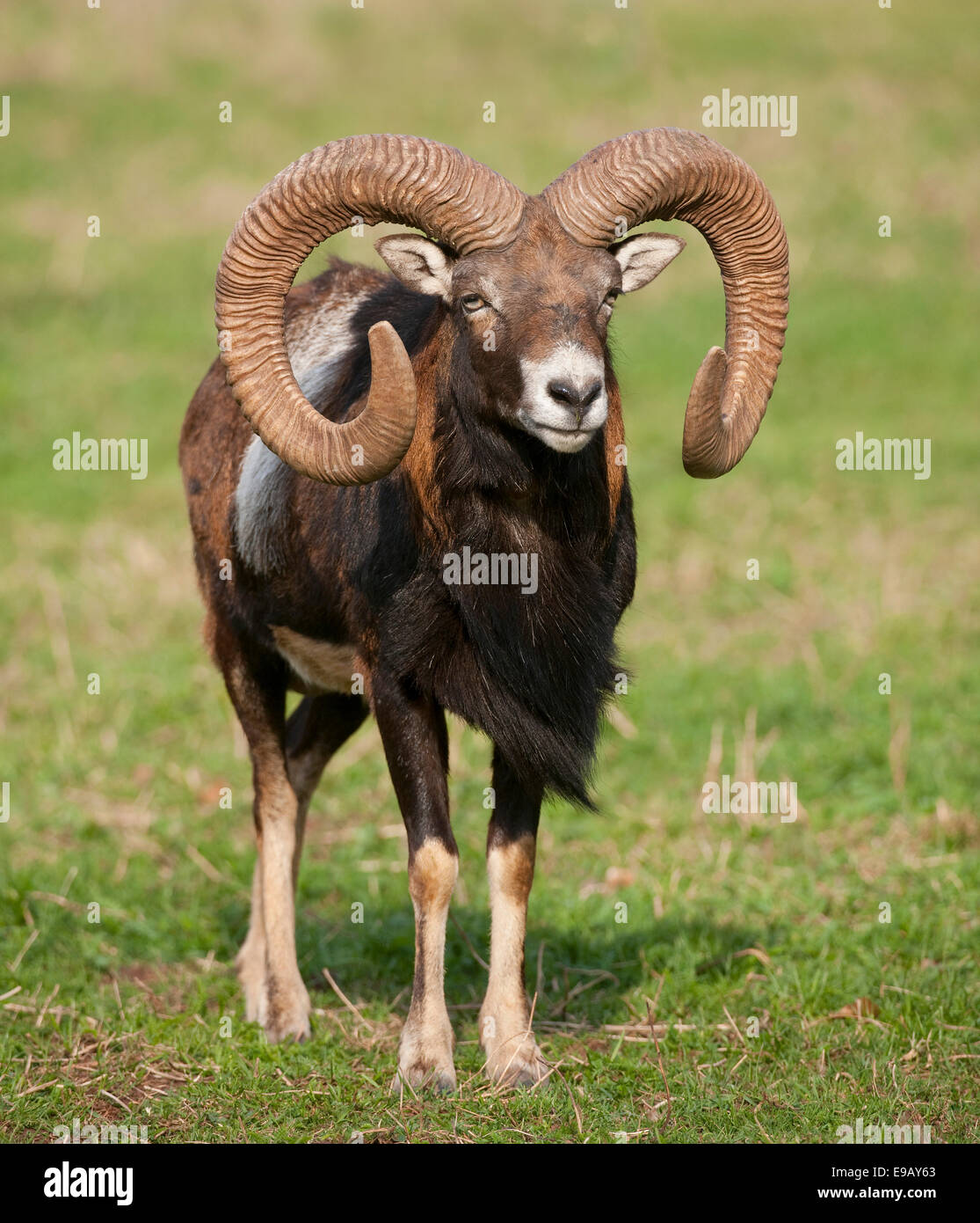 Europäischer Mufflon (Ovis Ammon Musimon), Ram, in Gefangenschaft, Bayern, Deutschland Stockfoto