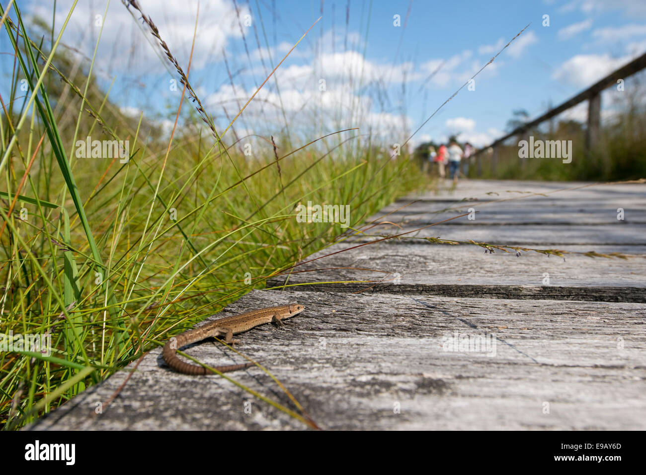 Vivipare Eidechse (Zootoca Vivipara) sonnen sich auf einem Holzsteg Pietzmoor Moor, Naturschutzgebiet Lüneburger Heide, Schneverdingen Stockfoto