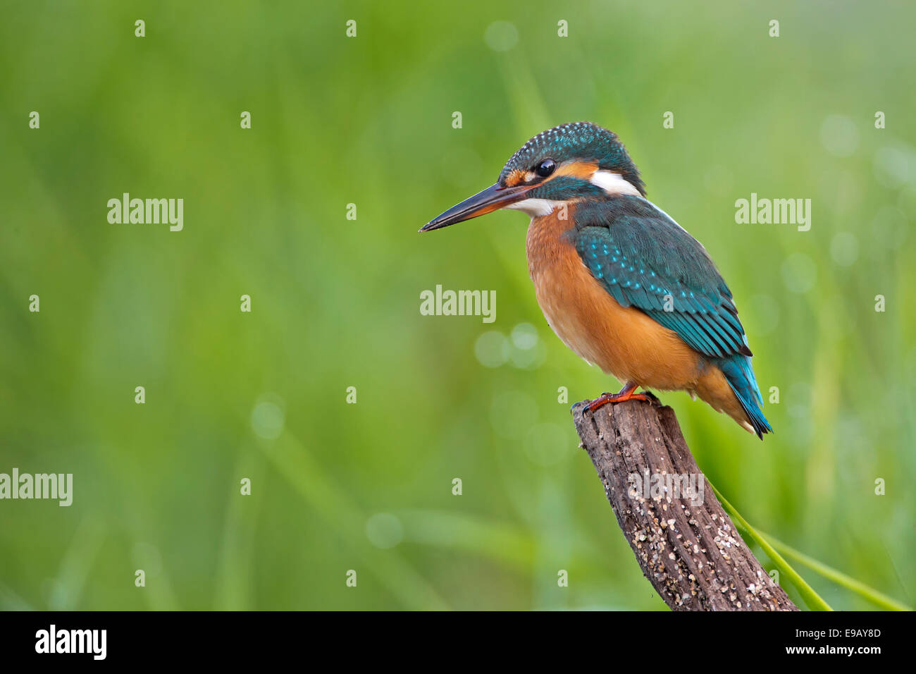 Eisvogel (Alcedo Atthis), Weiblich, junge Vogel, auf Barsch, mittlere Elbe, Sachsen-Anhalt, Deutschland Stockfoto