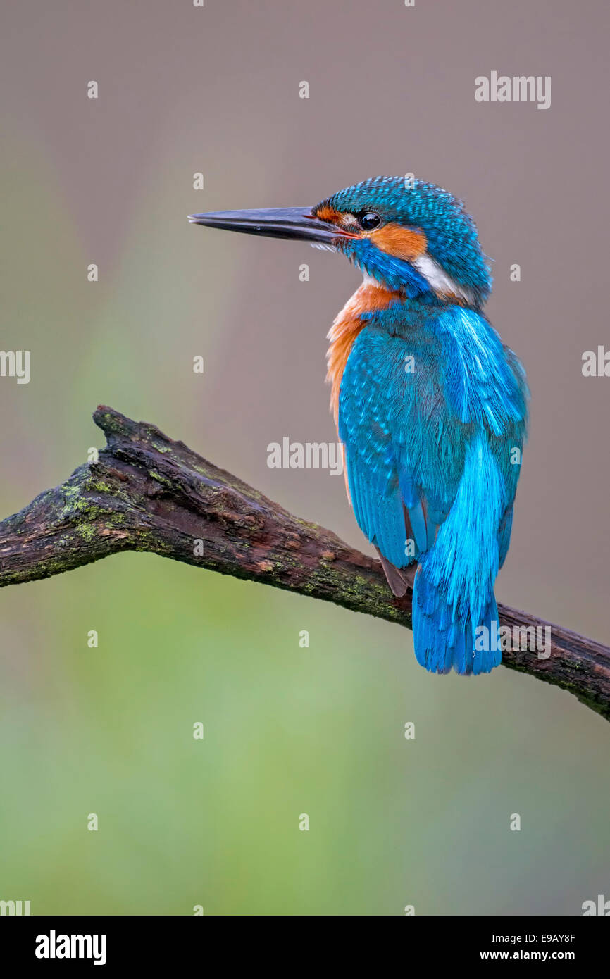 Eisvogel (Alcedo Atthis), Männlich, auf Barsch, mittlere Elbe, Sachsen-Anhalt, Deutschland Stockfoto