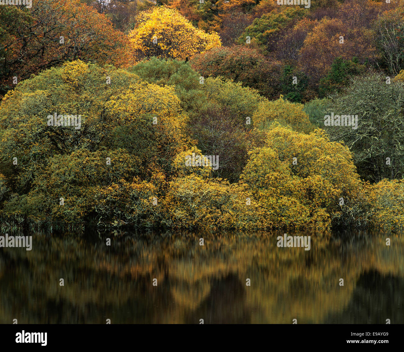 Reflexionen in einem See, Herbststimmung, Connemara, County Galway, Irland Stockfoto