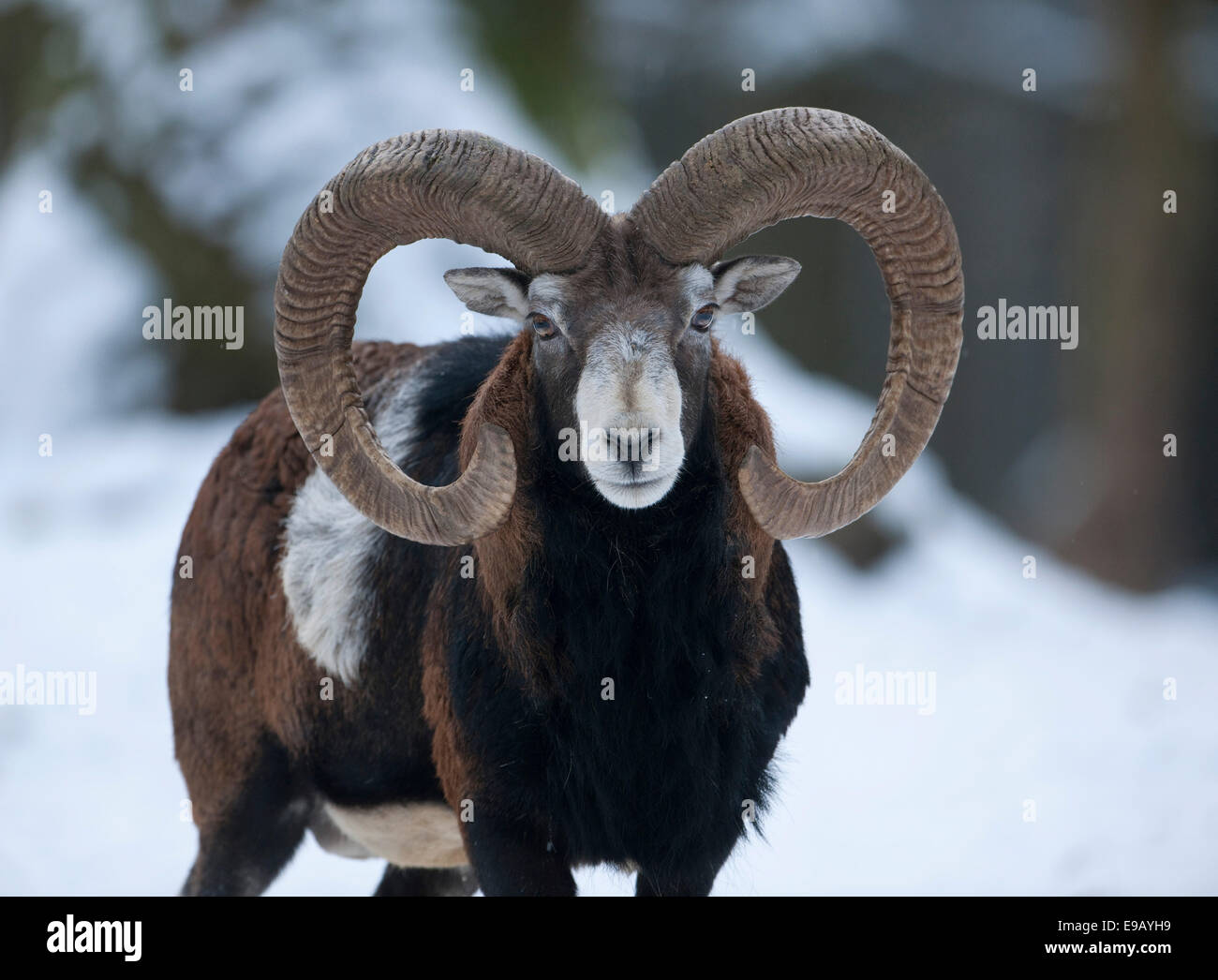 Europäische Mufflon (Ovis Ammon Musimon), ram stehen im Schnee, Gefangenschaft, Sachsen, Deutschland Stockfoto