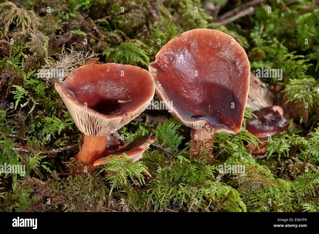 Rufous Milkcap (Lactarius Rufus), Baden-Württemberg, Deutschland Stockfoto