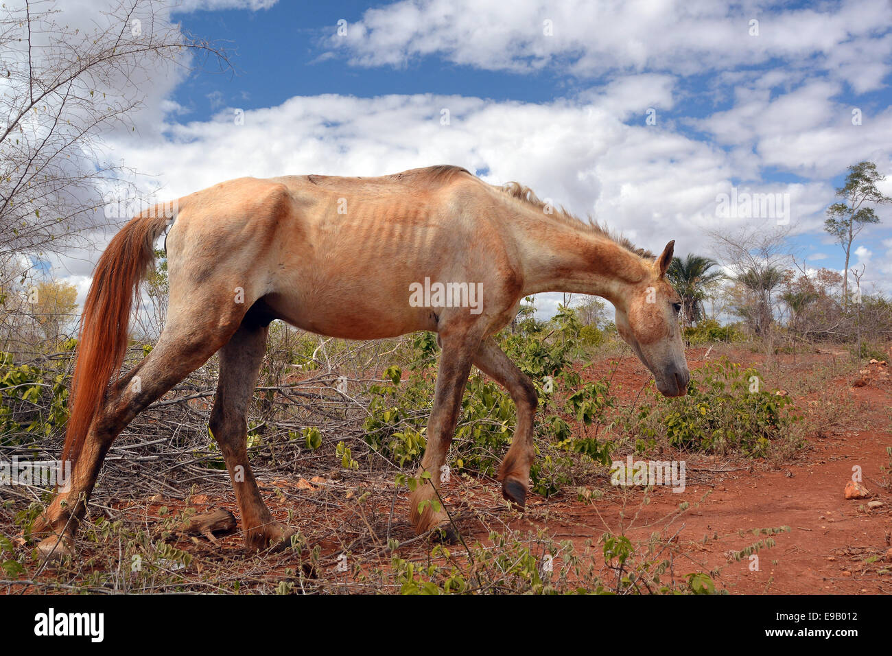 Ausgemergeltes Pferd auf einer kargen Weide, lencois, Bahia, Brasilien Stockfoto