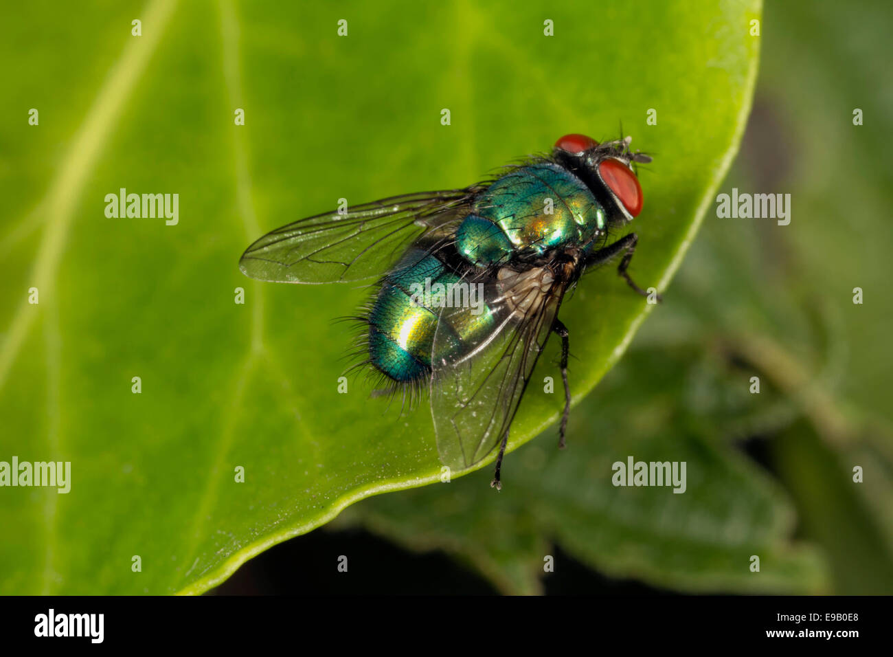 Zusammenarbeit Fliege (Hexamerinaufnahme Vomitoria), Wales, Vereinigtes Königreich Stockfoto