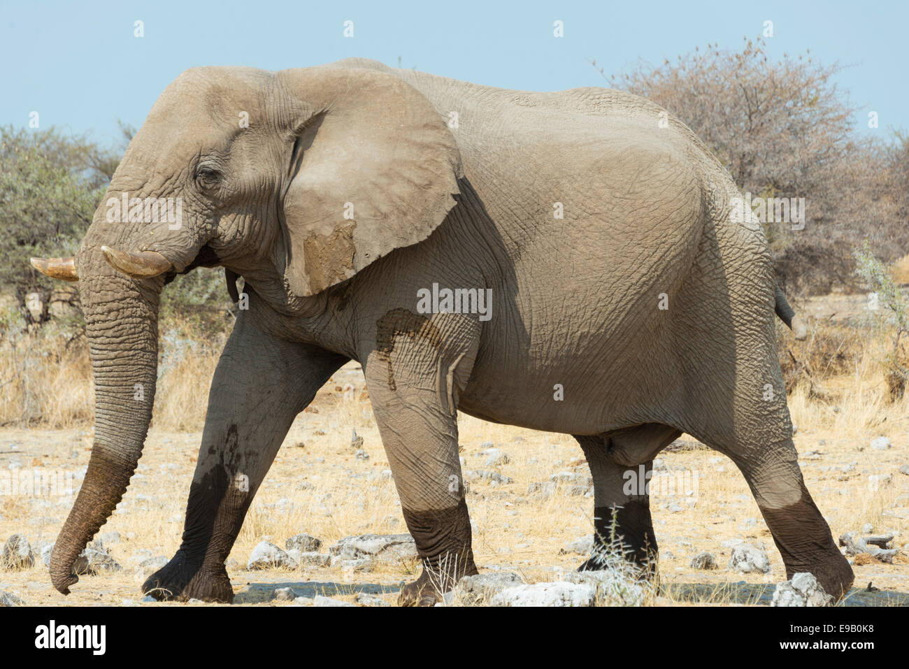 Elefant mit nassen Füssen über Trockenrasen, afrikanischer Bush Elefant (Loxodonta Africana), Etosha Nationalpark, Namibia Stockfoto