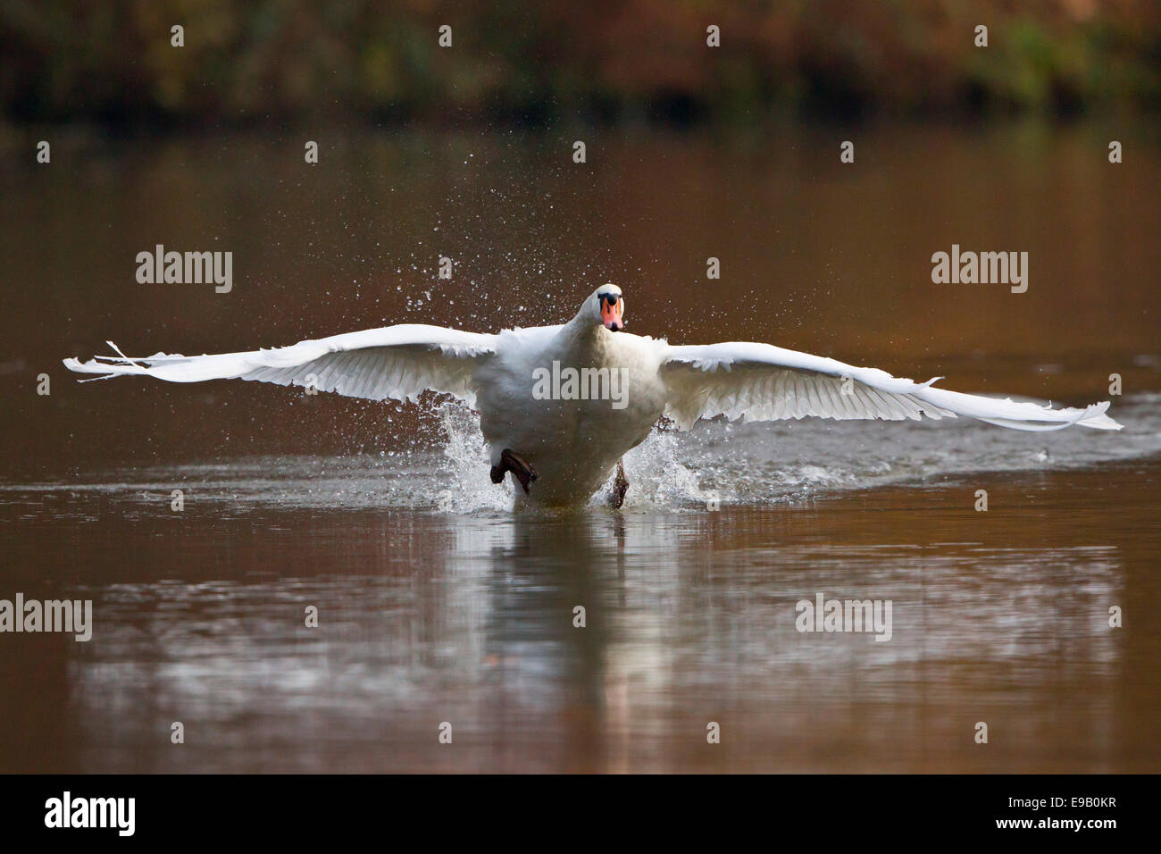 Mute Swan (Cygnus Olor) ausziehen aus Wasser, Nordhessen, Hessen, Deutschland Stockfoto