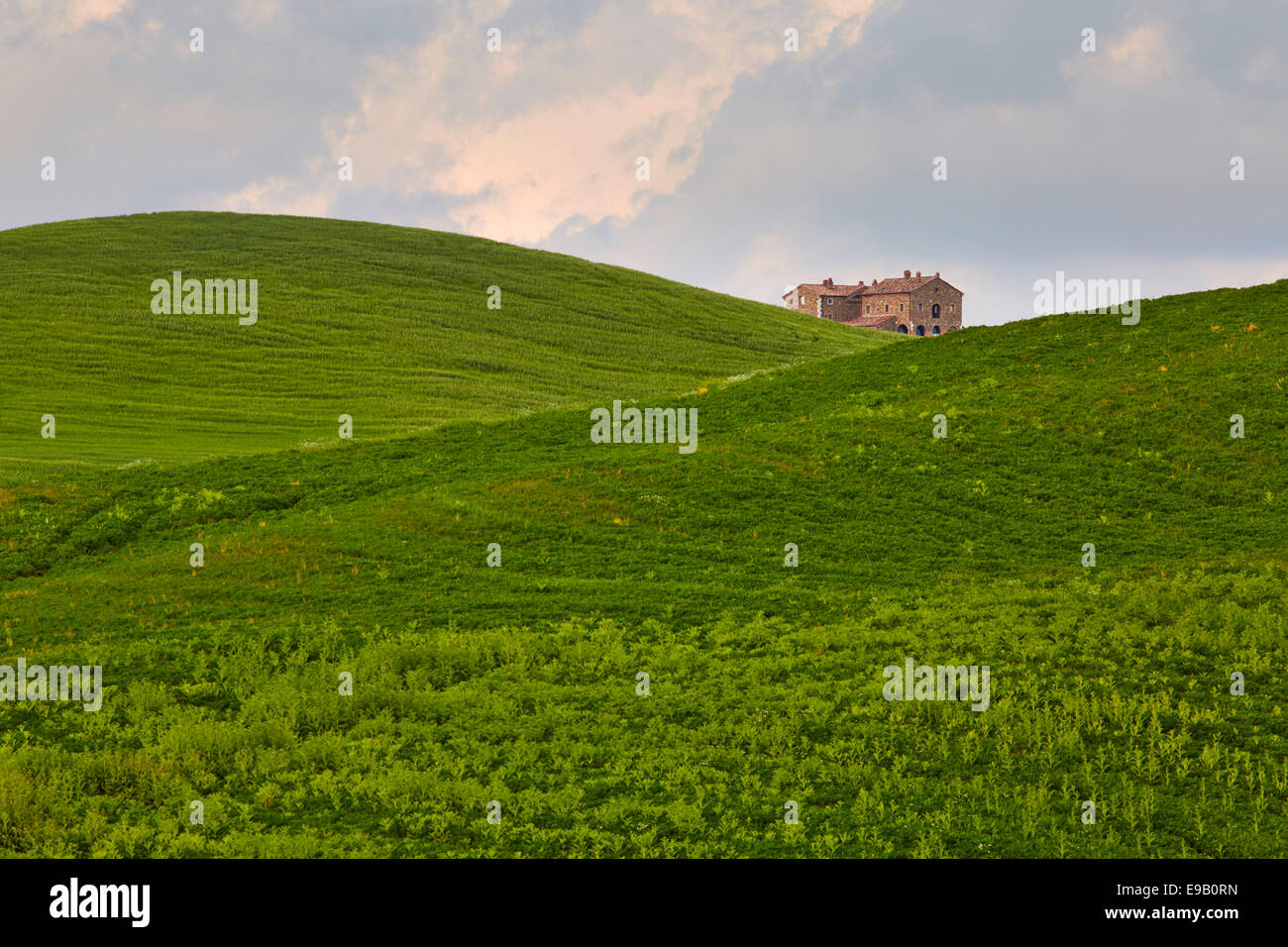 Einfamilienhaus zwischen hügeligen Feldern, Torrenieri, Toskana, Italien Stockfoto