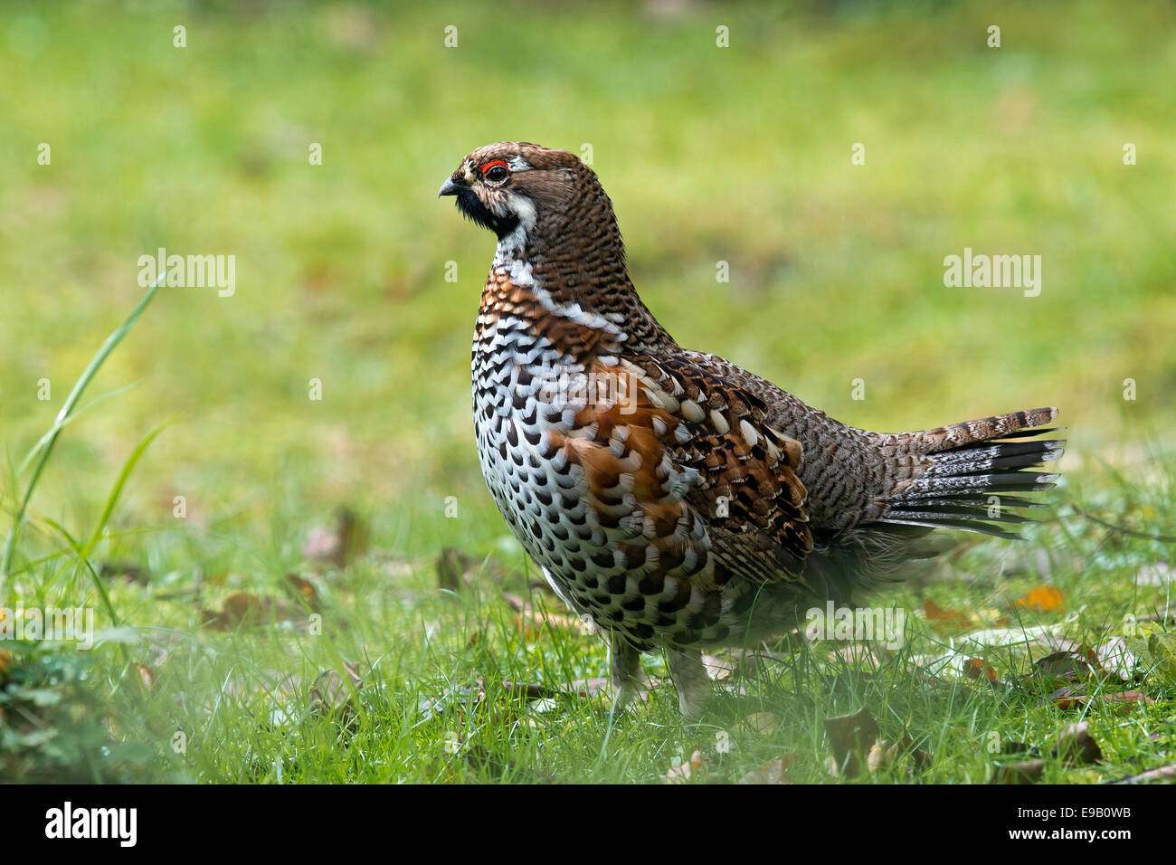 Hazel Grouse (Bonasa Bonasia), Männlich, Outdoor-Gehäuse, Nationalpark Bayerischer Wald, Bayern, Deutschland Stockfoto