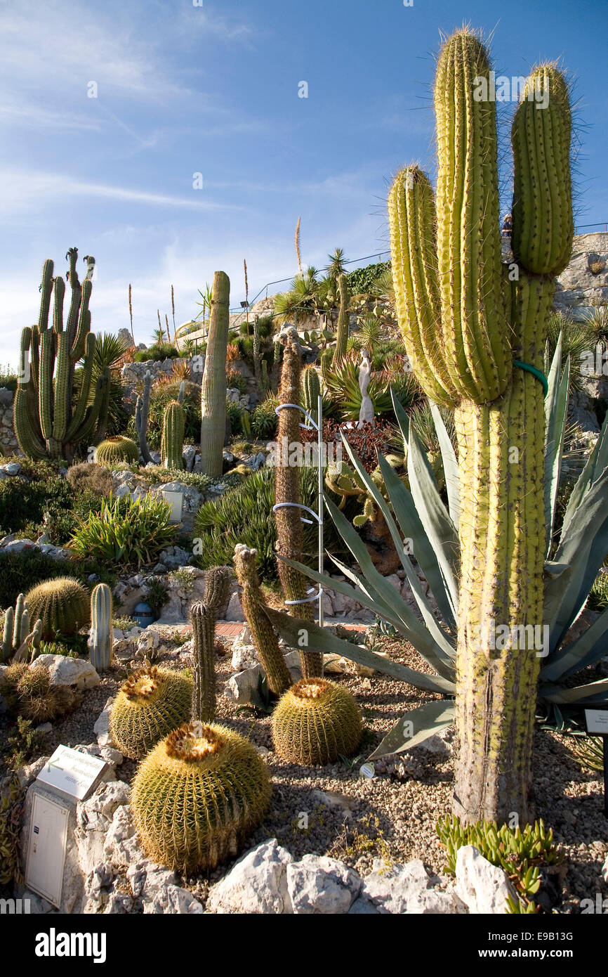 Kaktus in den Grten der Jardin Exotique, ze Village, ze,  Provence-Alpes-Cte d ' Azur, Frankreich Stockfotografie - Alamy
