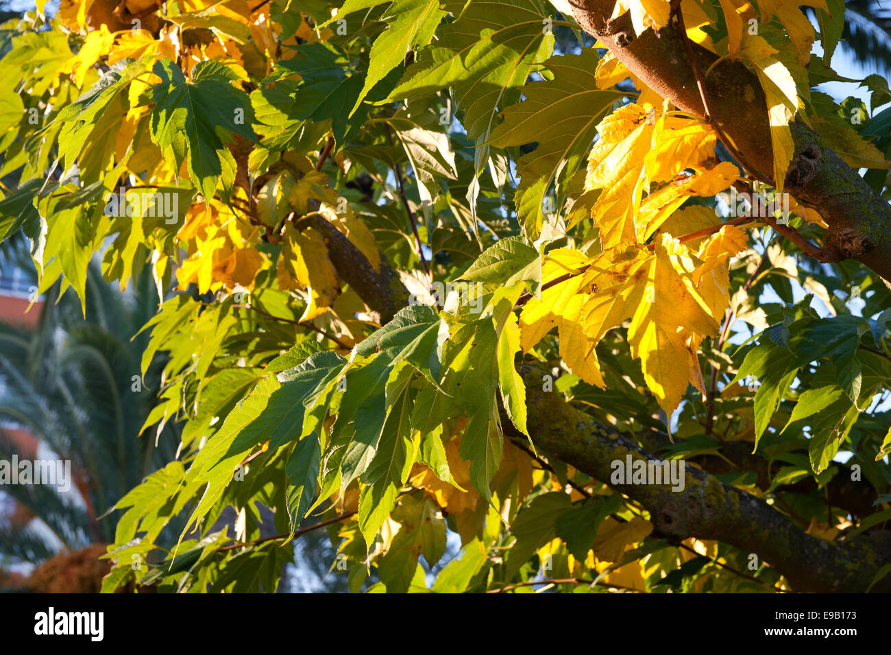 Herbst Zweig mit gelben und grünen Blättern Stockfoto