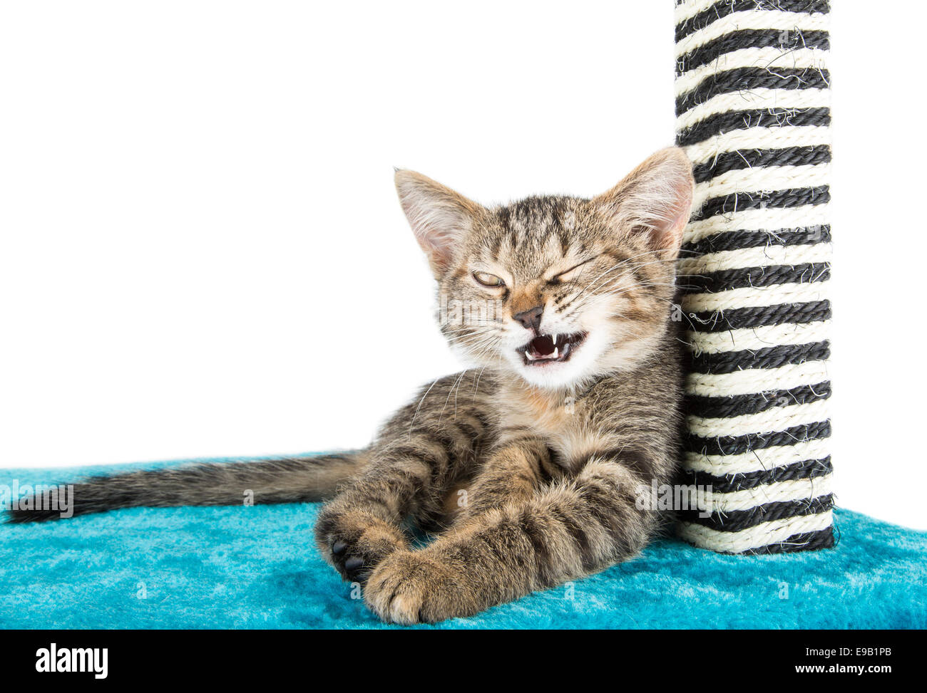 Kitty Animoticons liegt auf der blauen weichen Oberfläche Stockfoto