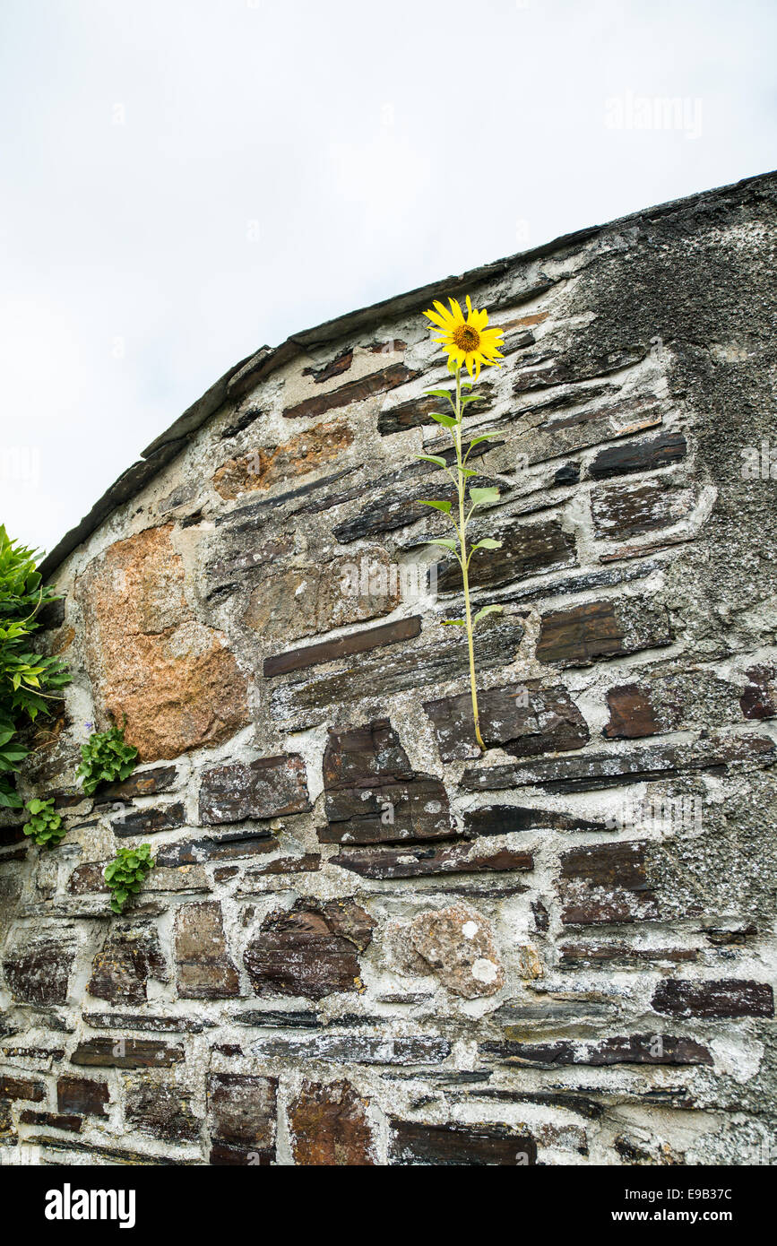 Sonnenblume wächst aus Riss in der Wand Stockfoto