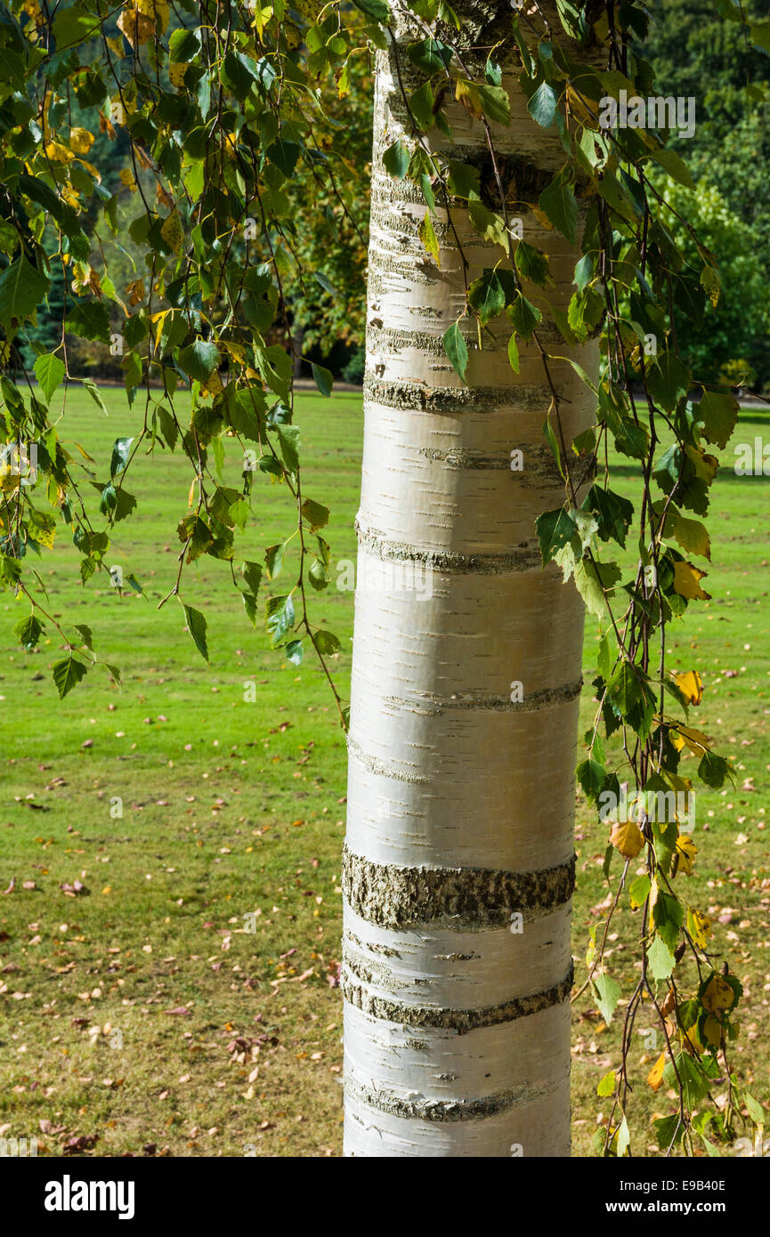 Betula Pendel Tristis. Birke Stockfoto