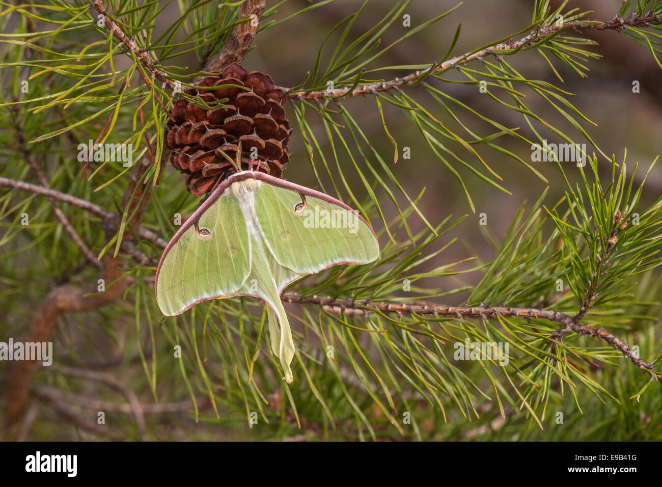 Luna Motte Weibchen an einem Virginia Tannenzapfen hängen.  Sumter National Forest, SC, Frühling. Stockfoto