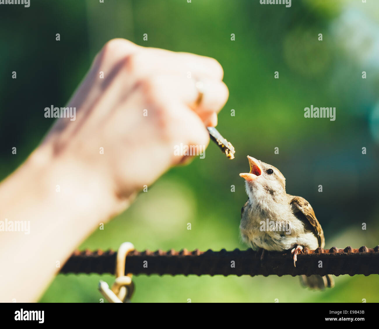 Junger Vogel Nestling Haussperling Chick Baby gelben Schnabel Passer Domesticus) auf Zaun sitzen Stockfoto