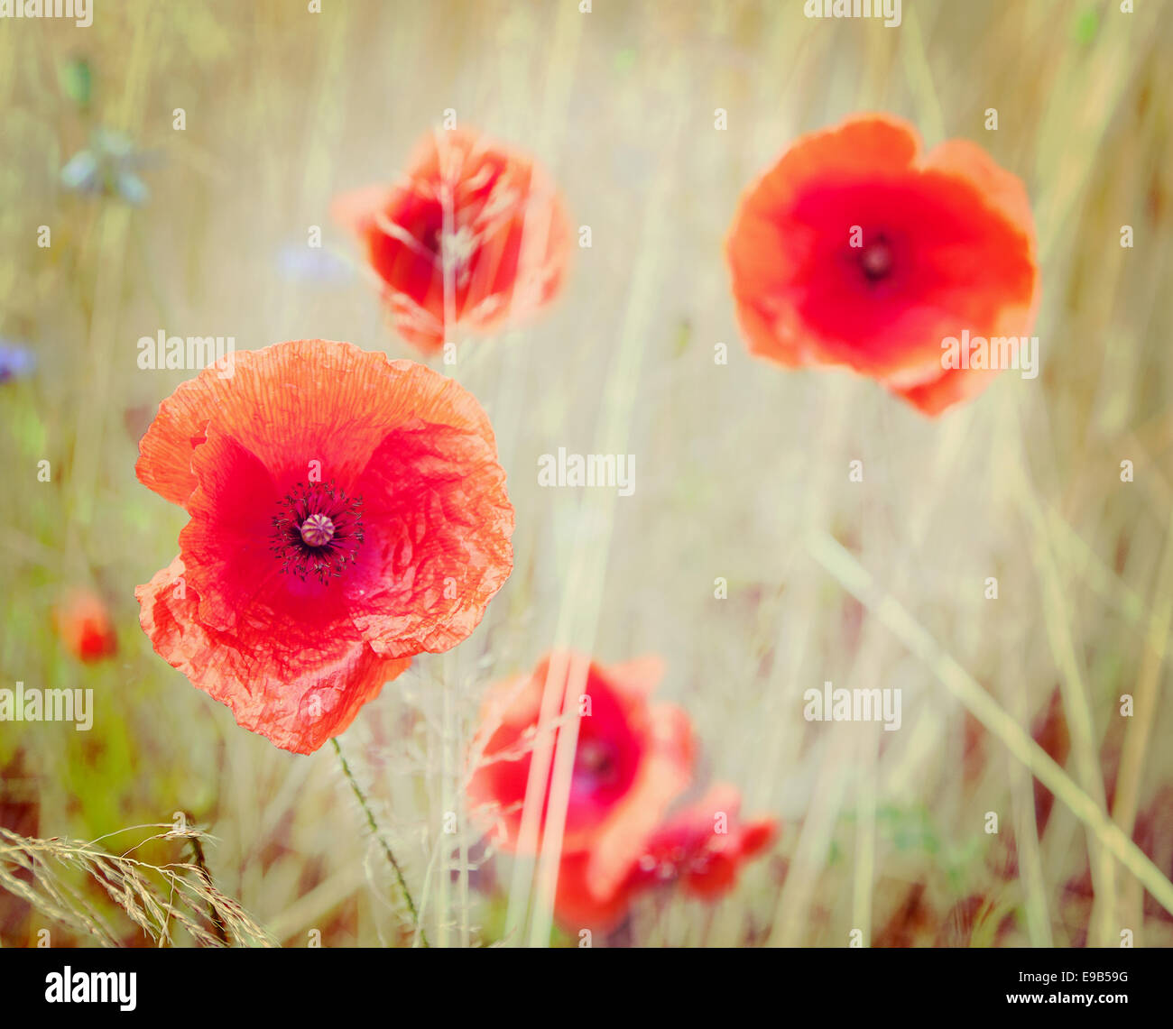 Retro-Stil Bild von Mohn Blumen, geringe Schärfentiefe. Stockfoto