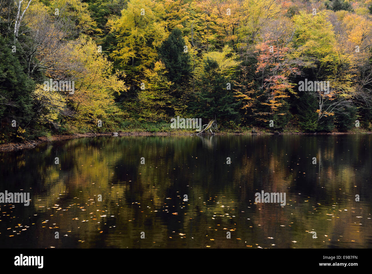 See-Mansfield private Forellenteich mit Herbst Baum Farbe Reflexionen Stowe Vermont USA Stockfoto