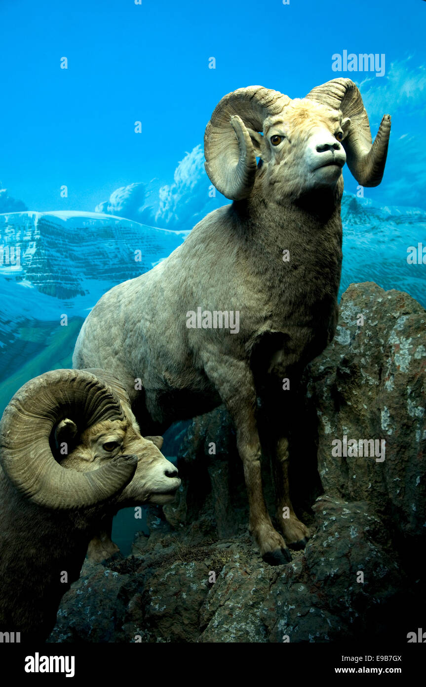 Eine Naturgeschichte Diorama des Bighorn Schafe in Edmontons Royal Alberta Museum zeigt ihnen in einer naturalistischen Cliffside Umgebung Stockfoto