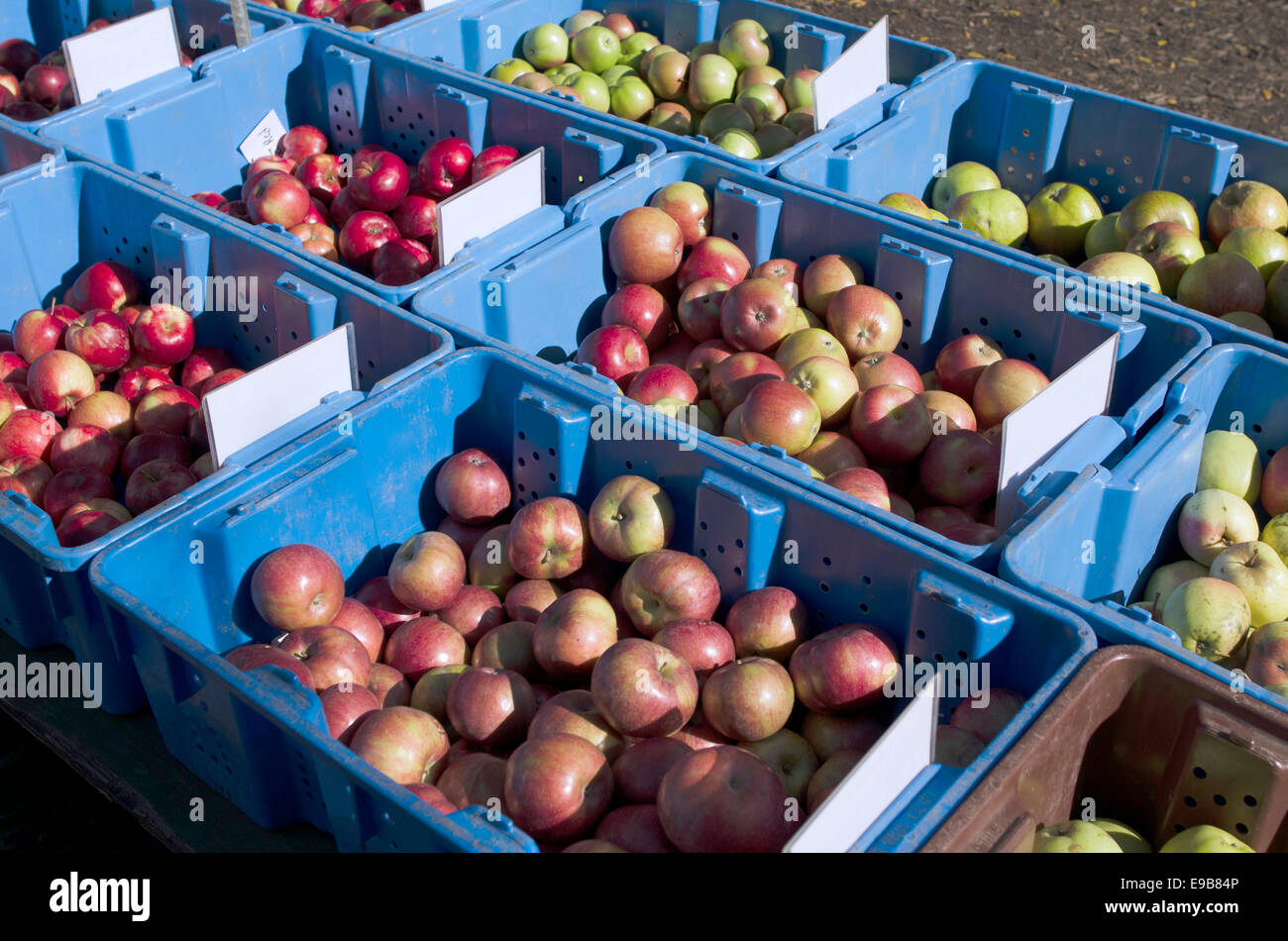 Äpfel auf einem Bauernmarkt in Lincoln Park Stockfoto