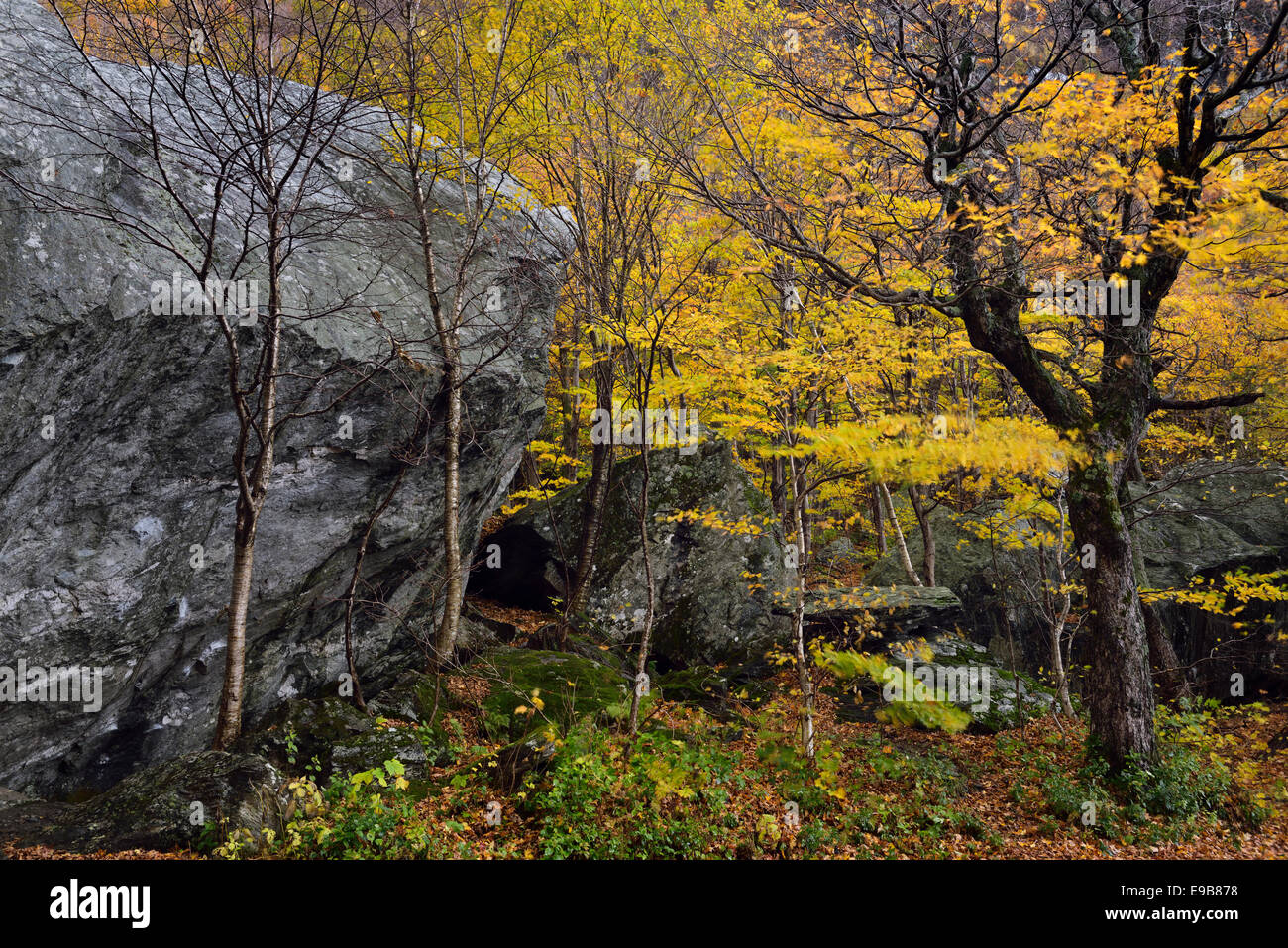 Gelb-Birke und Ahorn Bäume unter Felsbrocken im Herbst im Schmuggler Notch State Park in der Nähe von Stowe Vermont USA mit Herbst Baum Laub Stockfoto