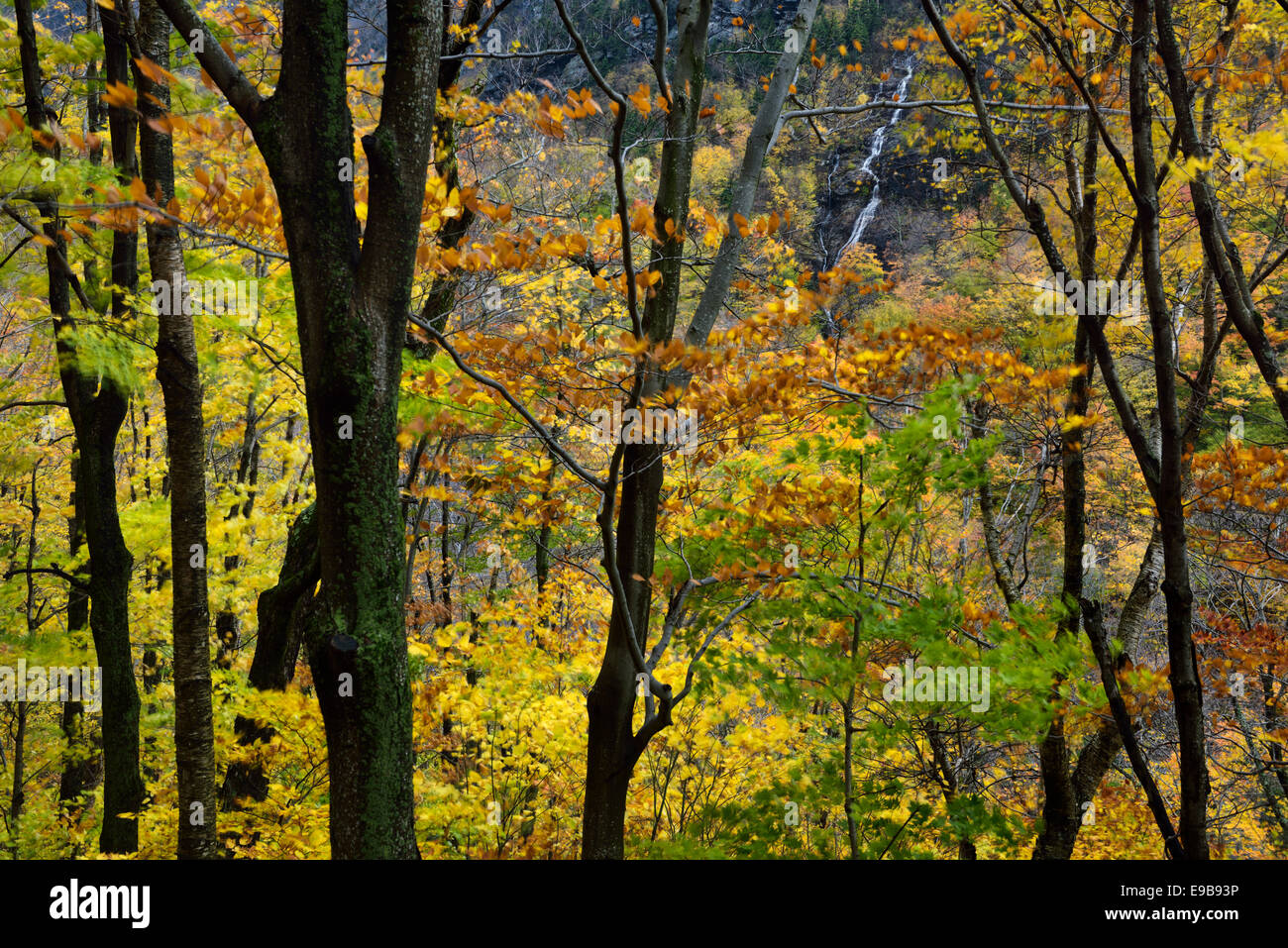Wasserfall von Bear head peak Mount Mansfield von Schmuggler-kerbe Wald Vermont usa im Herbst Stockfoto