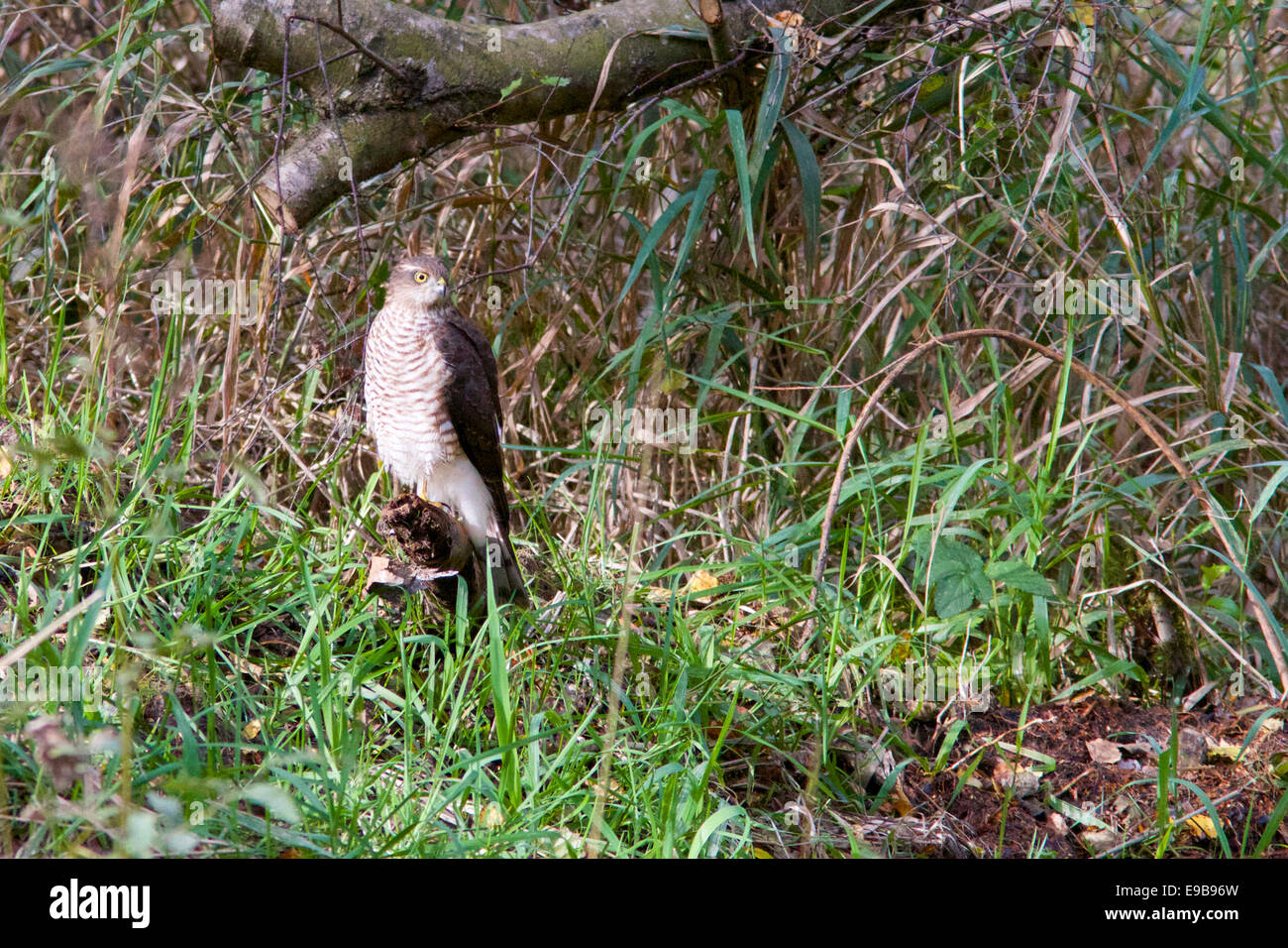 Eine weibliche Sperber (Accipiter Nisus) inmitten der Wälder Stockfoto