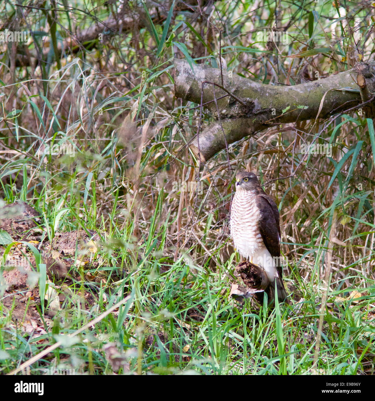 Eine weibliche Sperber (Accipiter Nisus) inmitten der Wälder Stockfoto