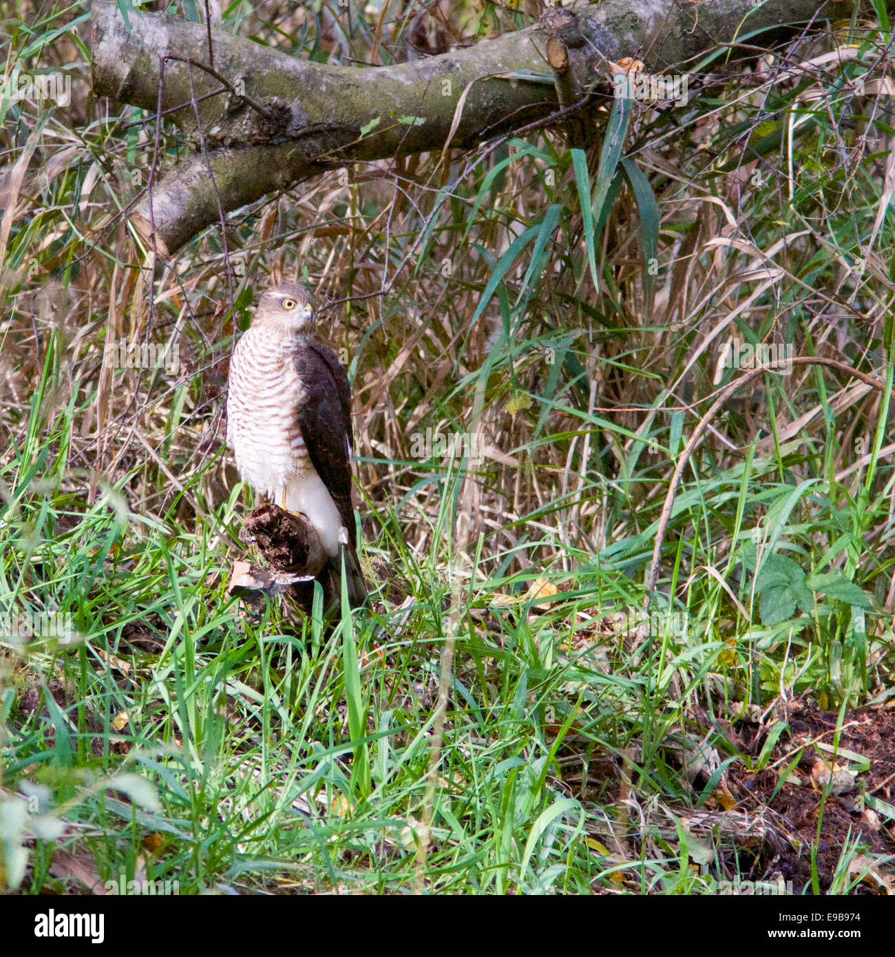 Eine weibliche Sperber (Accipiter Nisus) inmitten der Wälder Stockfoto