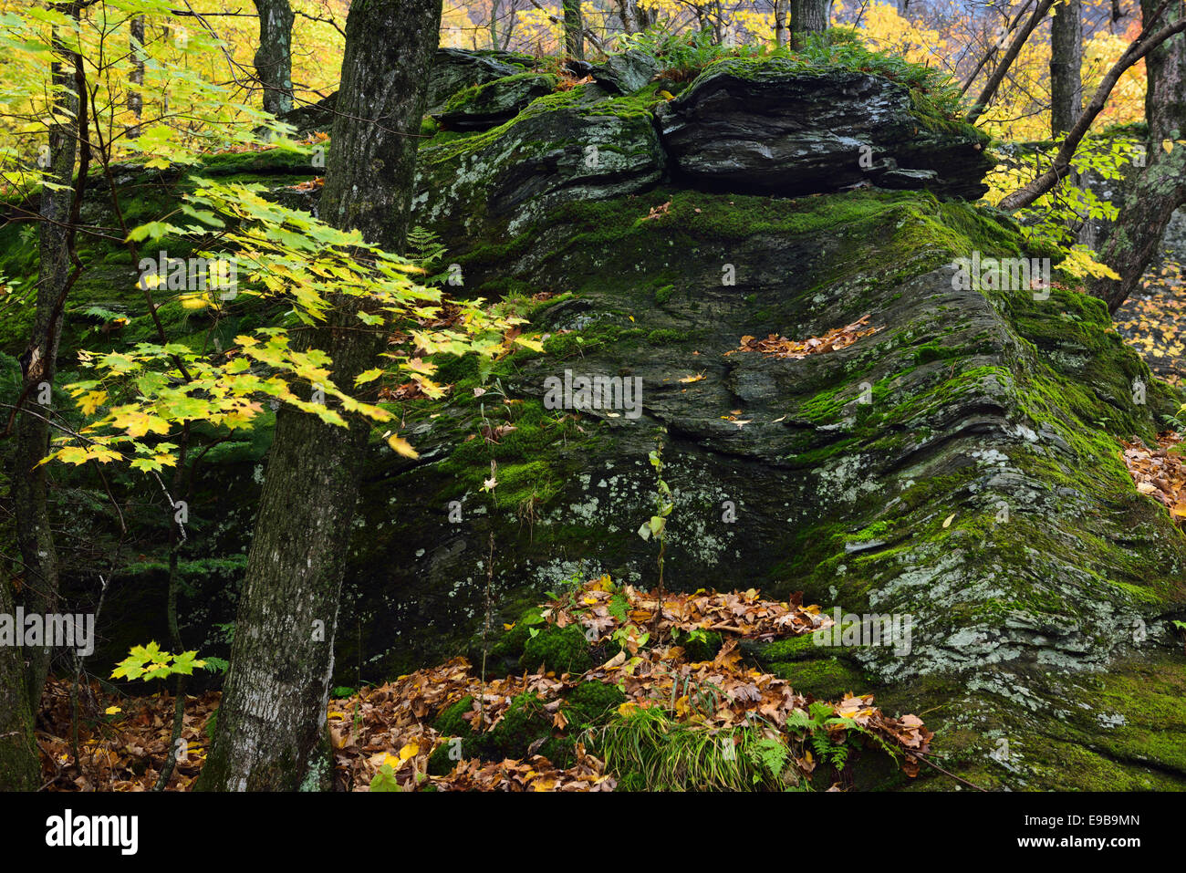 Moos bedeckt Boulder im Herbst mit gelben Ahornblätter im Schmuggler Notch State Park in der Nähe von Stowe Vermont USA Stockfoto