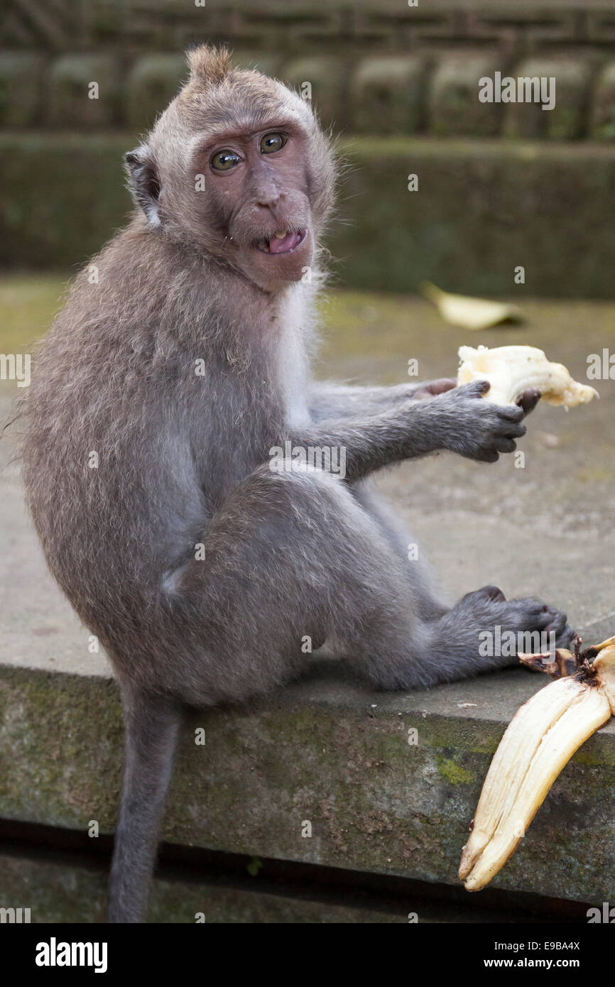 Affe mit banane Fotos und Bildmaterial in hoher Auflösung Alamy