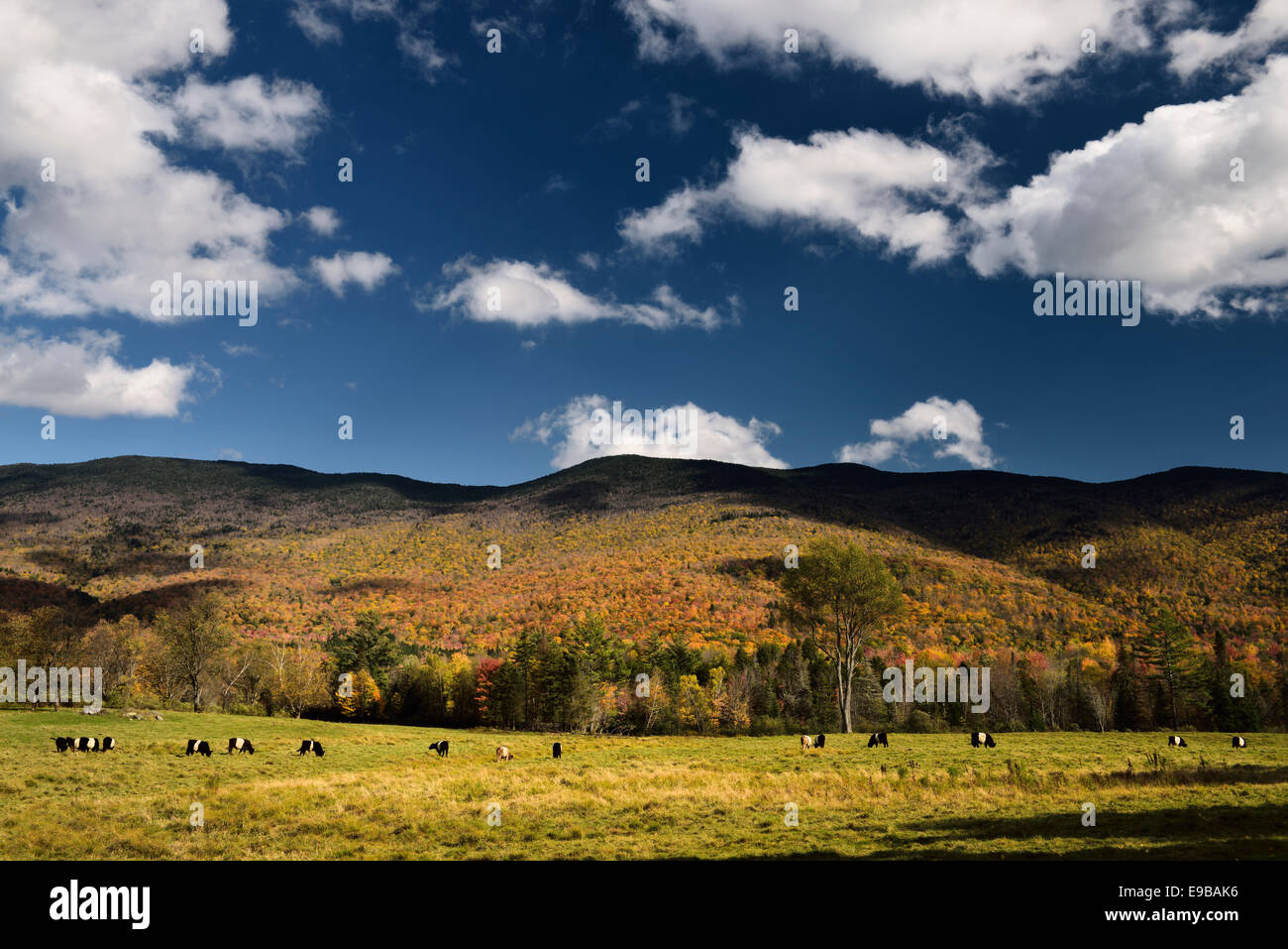 Belted Galloway Rinder in Weideland auf Barnes Hill Road mit Farben des Herbstes und des blauen Himmels Stowe Vermont USA Stockfoto