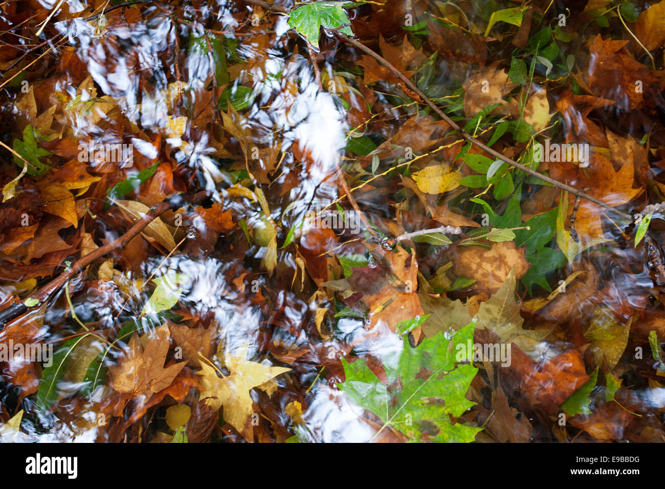 Herbst farbige Blätter schweben auf und unter dem Wasser in den See im Regents Park. Stockfoto