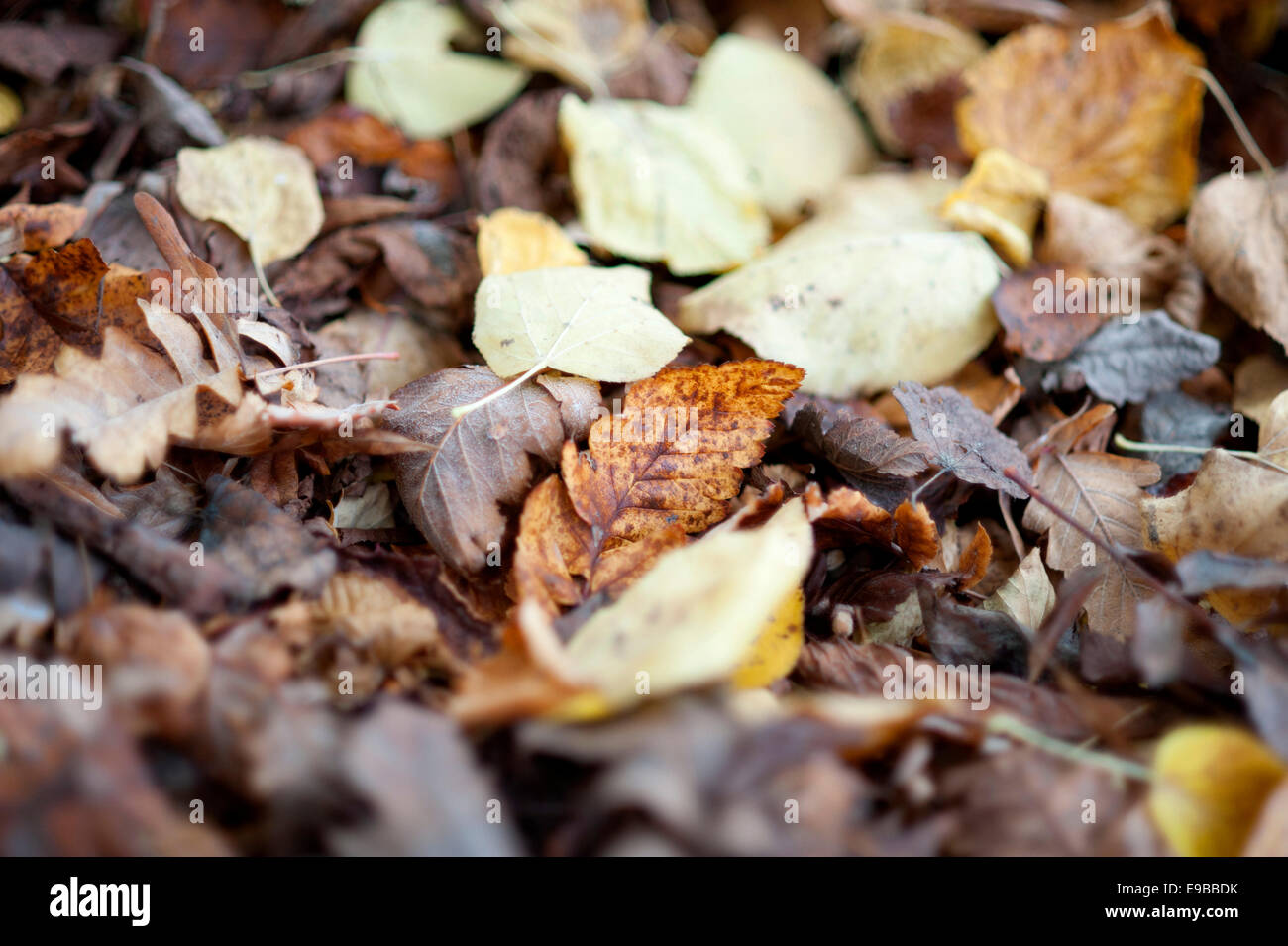 Toten Herbstlaub auf dem Boden im Regents Park, London surround eine Aufmerksamkeit sucht gelbes braunes gemustertes Blatt in der Mitte Stockfoto