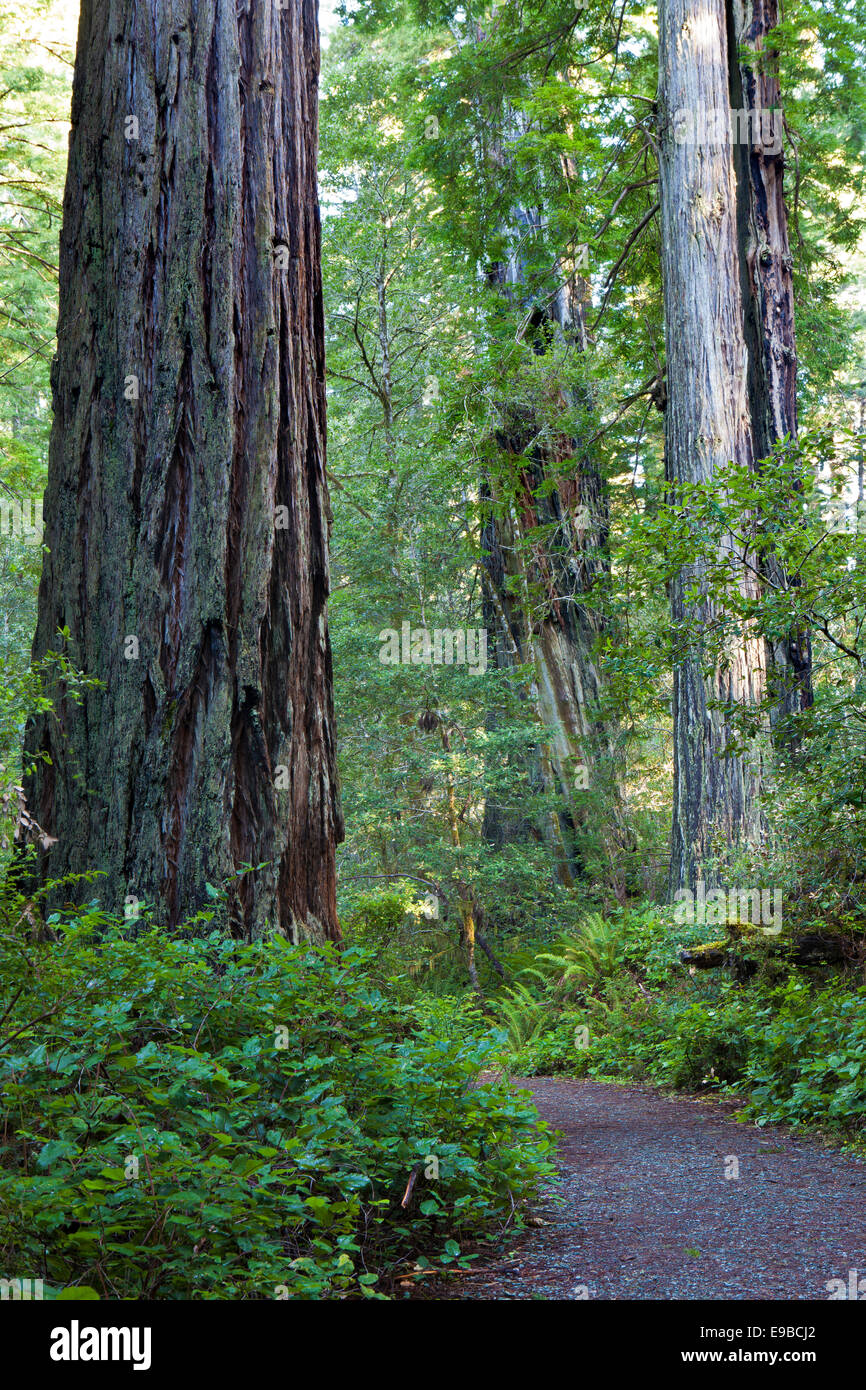 Ein Mammutbaum in der Lady Bird Johnson Grove, Prairie Creek State Park, Redwood National Park, Kalifornien. Stockfoto