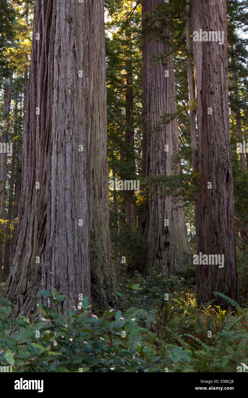 Redwood-Bäume in der Lady Bird Johnson Grove, Prairie Creek State Park, Redwood National Park, Kalifornien. Stockfoto