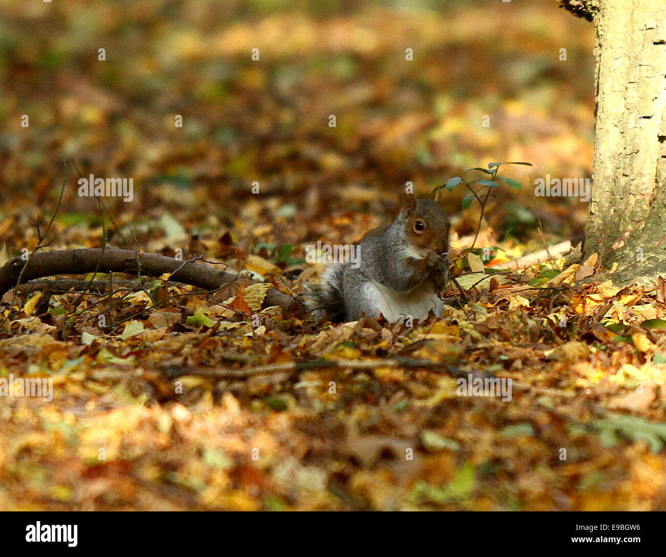 Das Wetter. . Hinchingbrooke, Huntingdon, Cambridgeshire, Großbritannien. . 22.10.2014 A graue Eichhörnchen füttern durch den Stamm eines Baumes wie golden Autumn Leaves den Boden Hinchingbrooke Country Park, Cambridgeshire bedecken. Bild: Paul Marriott Photography Stockfoto