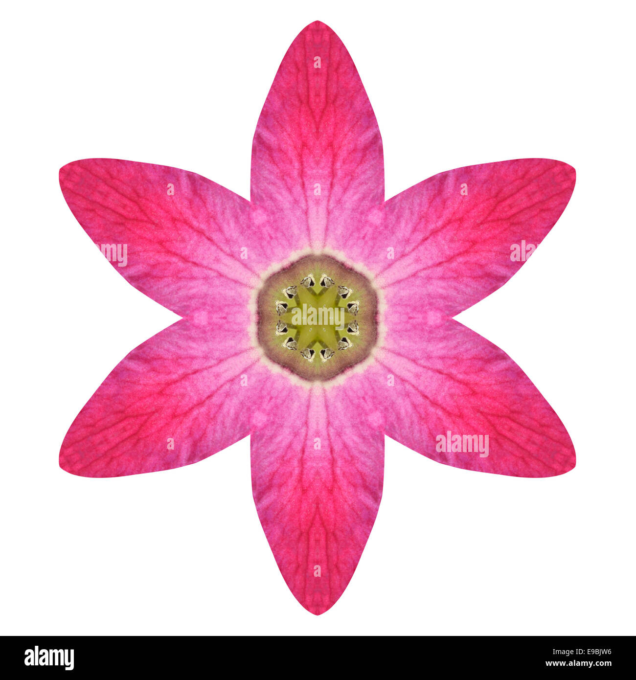 Lila kaleidoskopischen Lilie Blume Mandala, Isolated on White Background. Schöne natürliche gespiegelt Muster Stockfoto