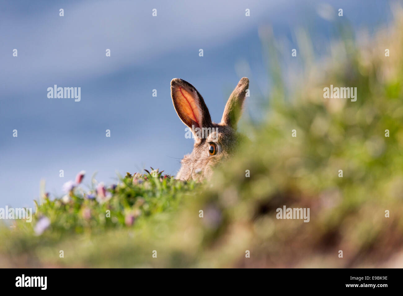 Kaninchen; Oryctolagus Cunniculus; UK Stockfoto