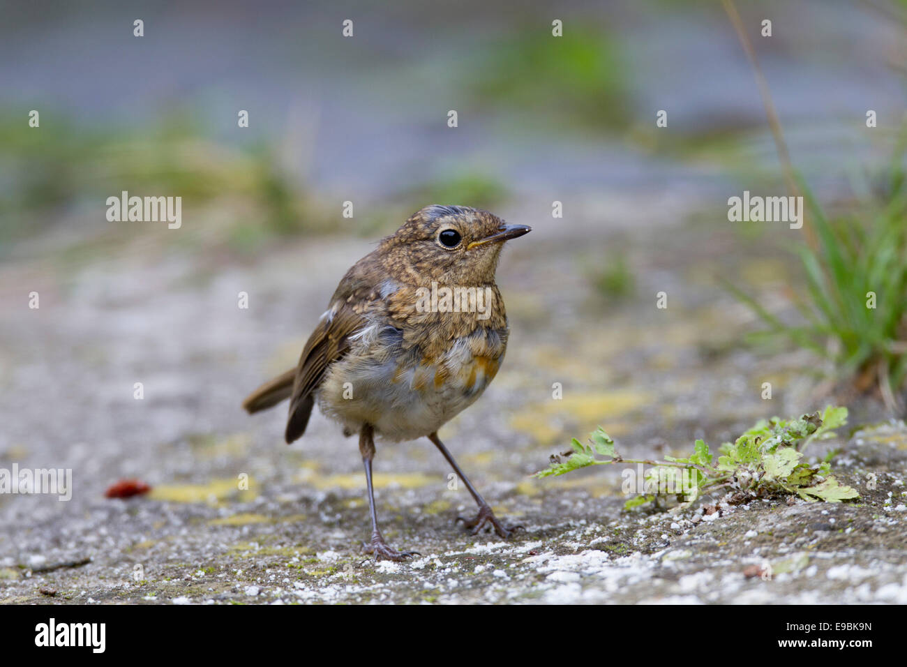 Robin; Erithacus Rubecula; Juvenile; UK Stockfoto