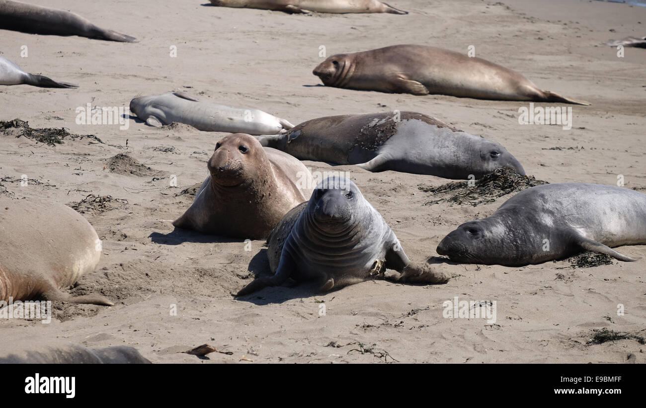 Elephant Seal beach California Highway 1 Stockfoto