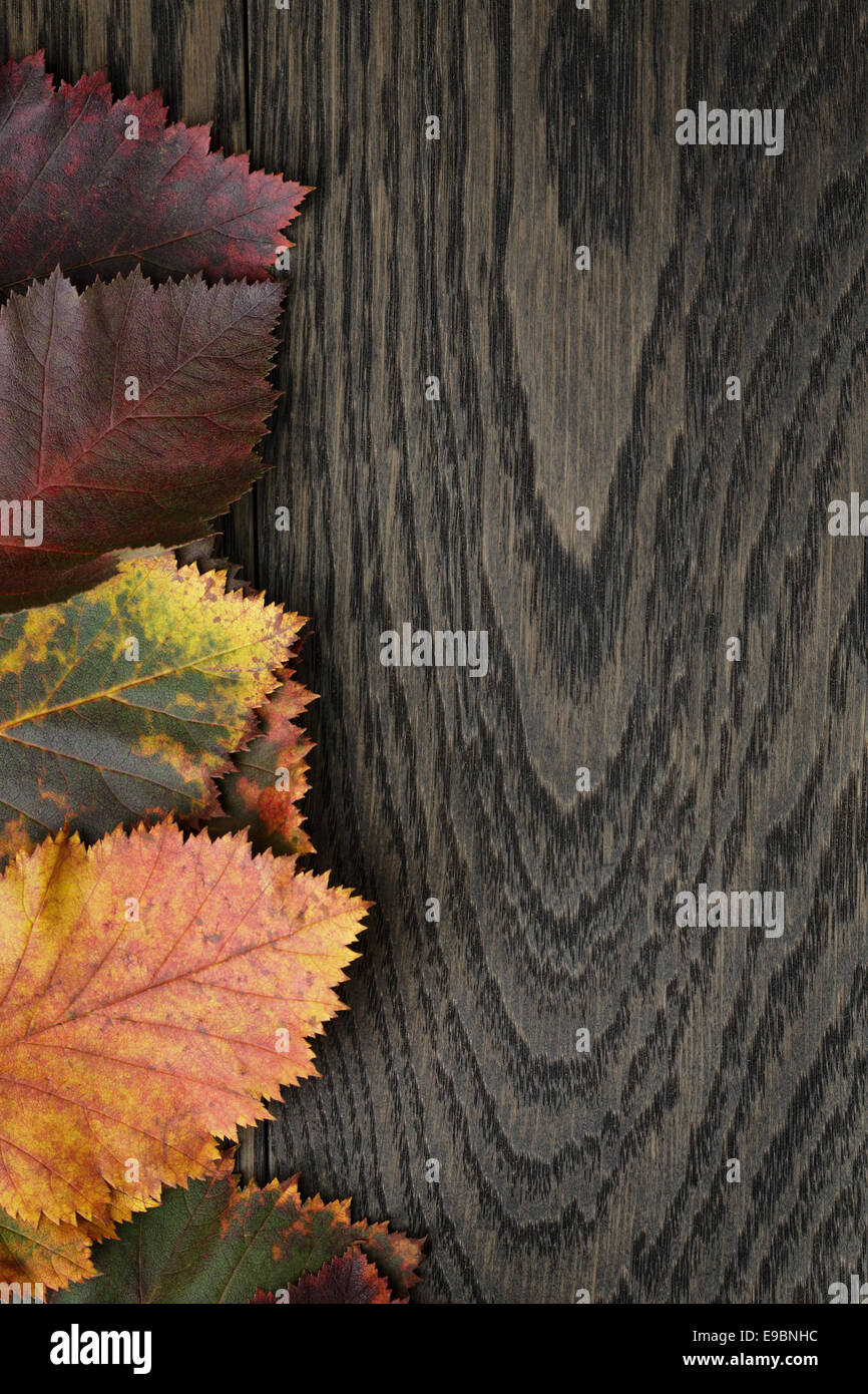 Herbst Weißdorn Blätter auf alten Eichentisch direkt von oben Stockfoto
