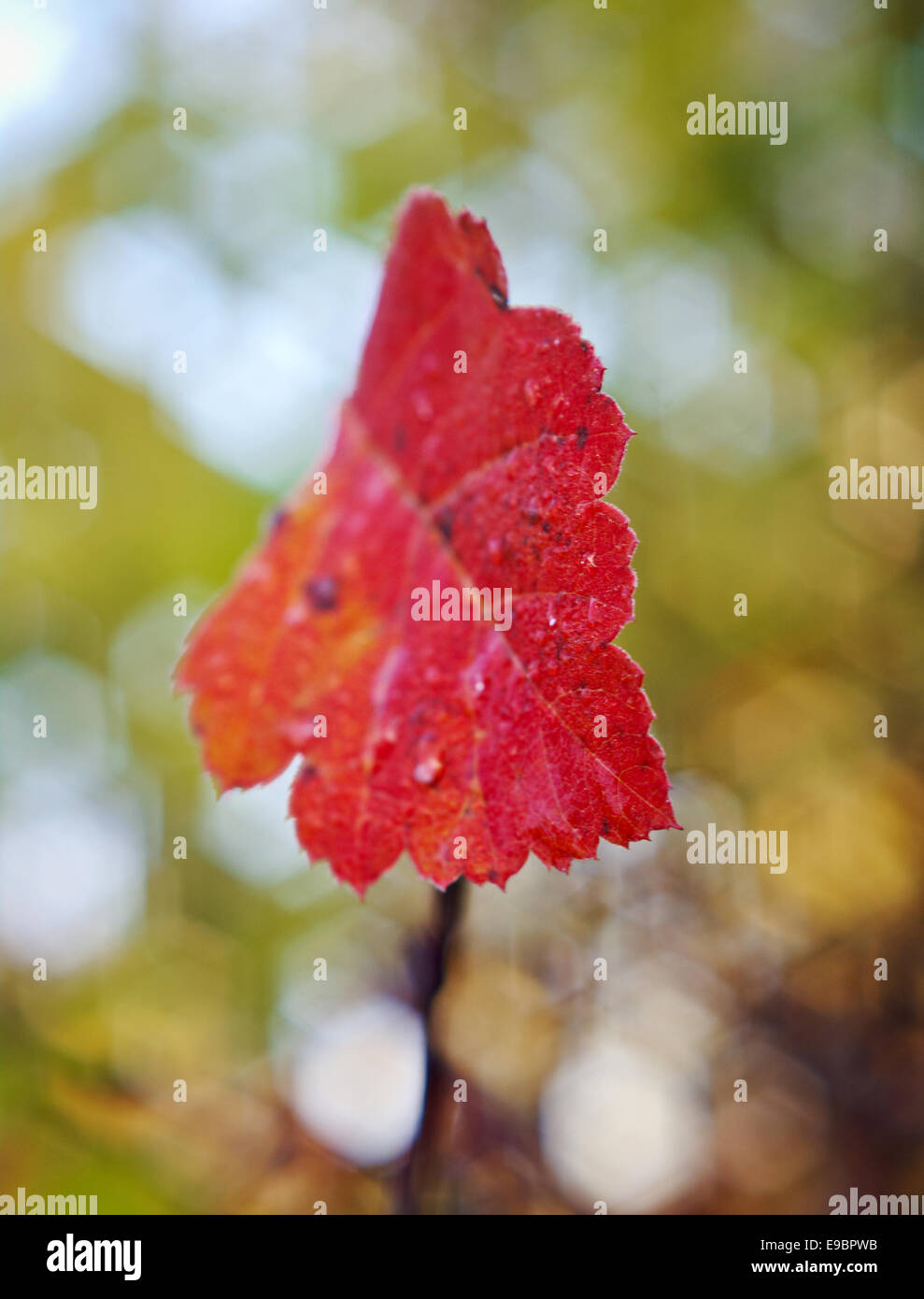 Frost bedeckt Blatt Hintergrundbeleuchtung durch das Licht der aufgehenden Sonne. Stockfoto