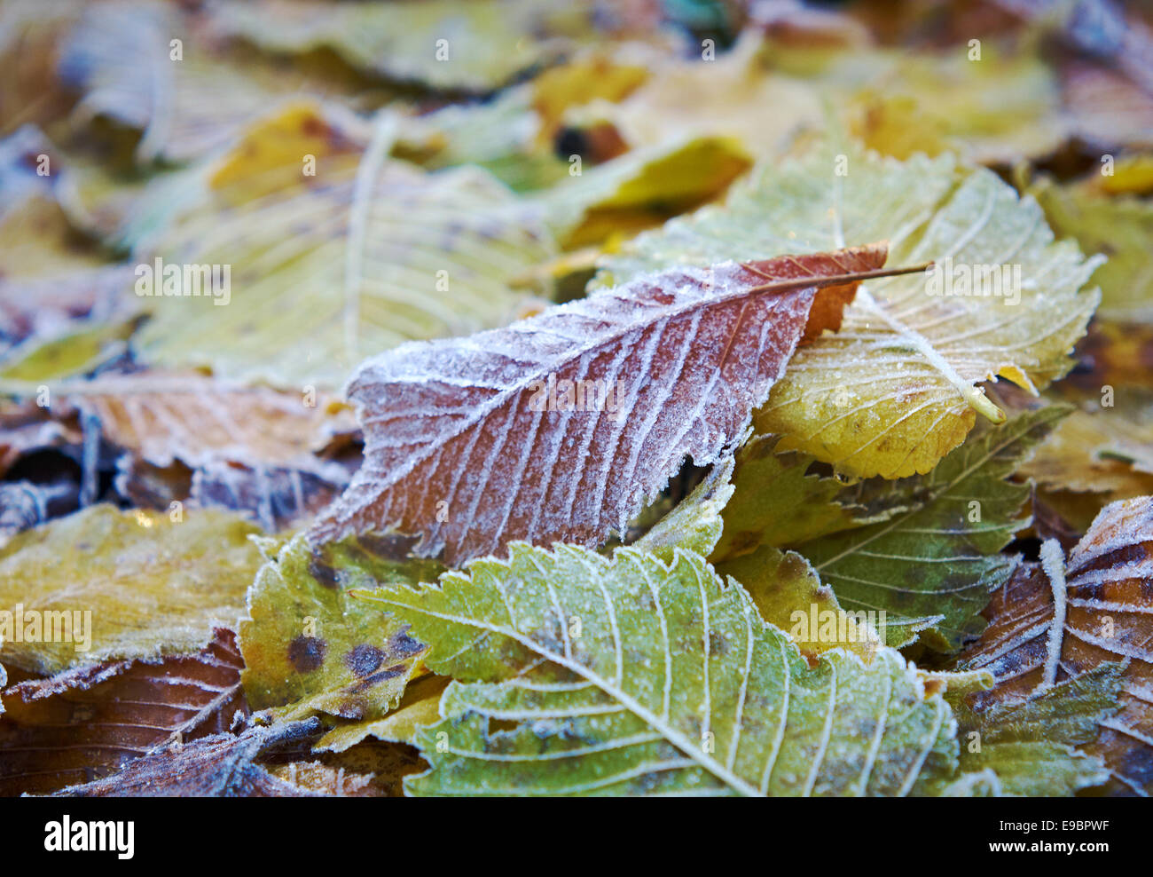 Bunte Herbstblätter mit Abstauben von Frost. Stockfoto