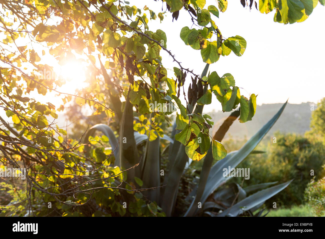 Urlaub in der Toskana - Agave in Italien Stockfoto